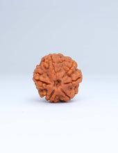 6 Mukhi Nepali Rudraksha