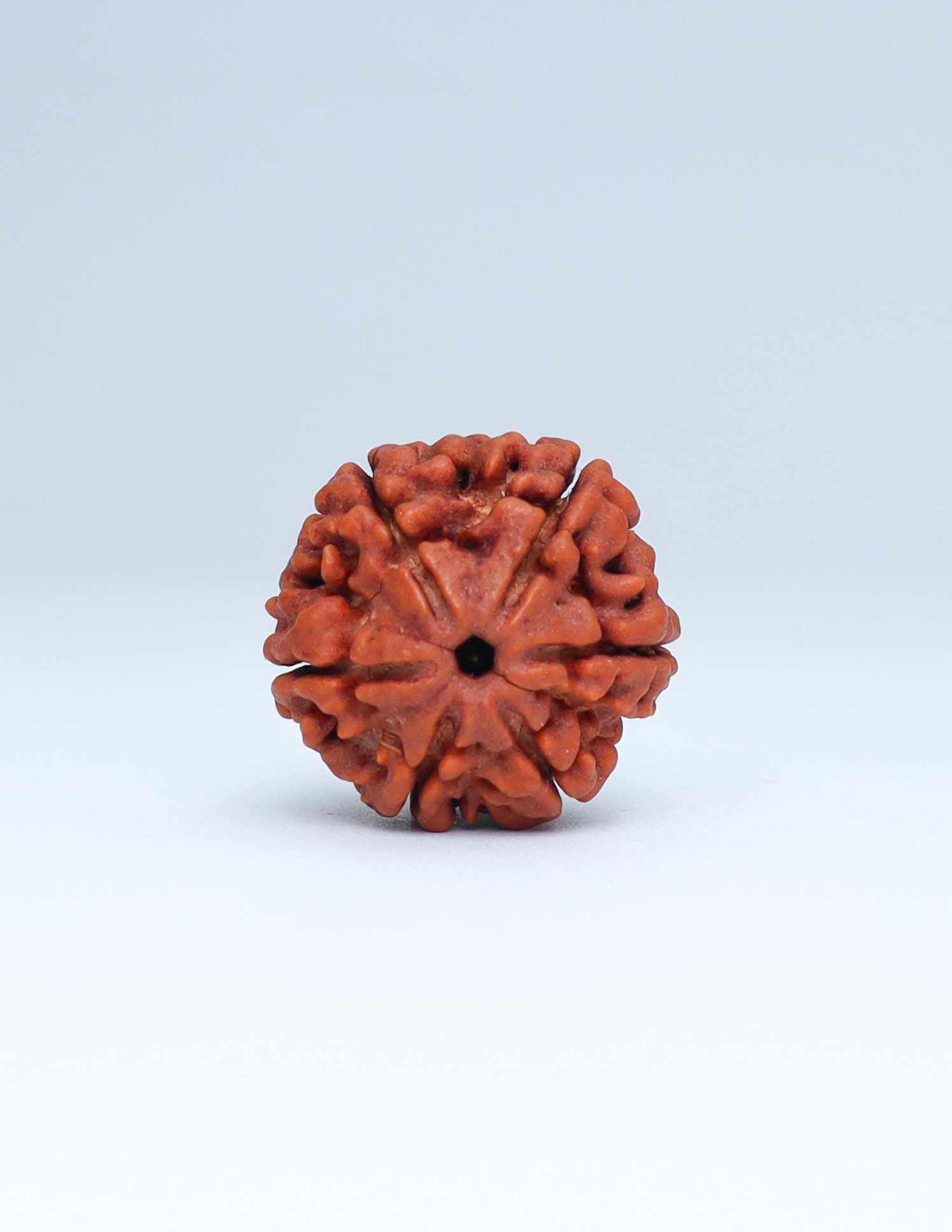 6 Mukhi Nepali Rudraksha