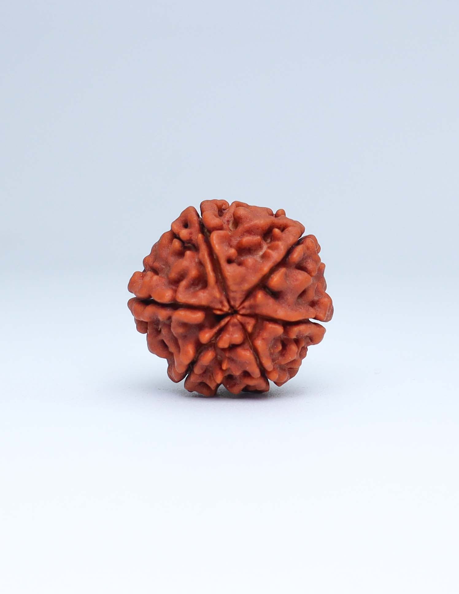 6 Mukhi Nepali Rudraksha