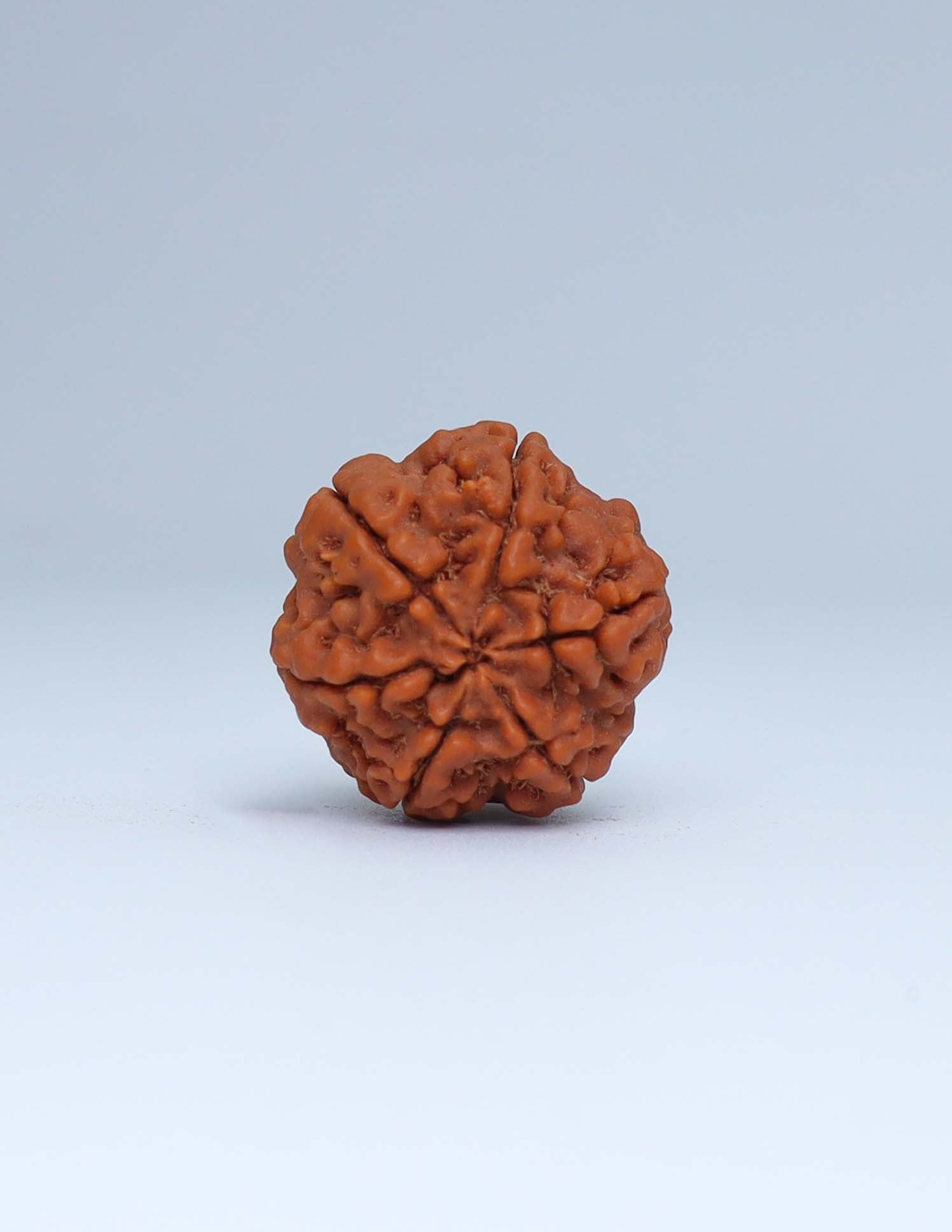 6 Mukhi Nepali Rudraksha