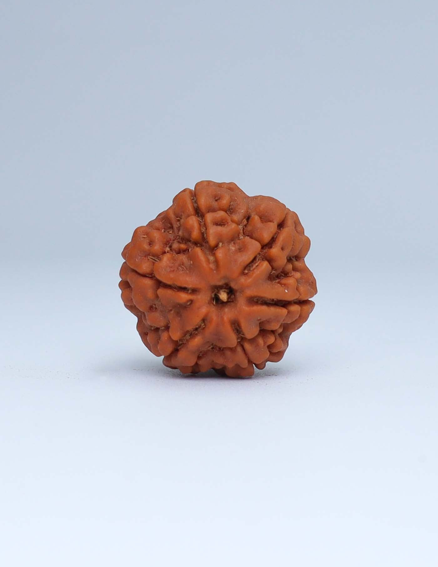 6 Mukhi Nepali Rudraksha