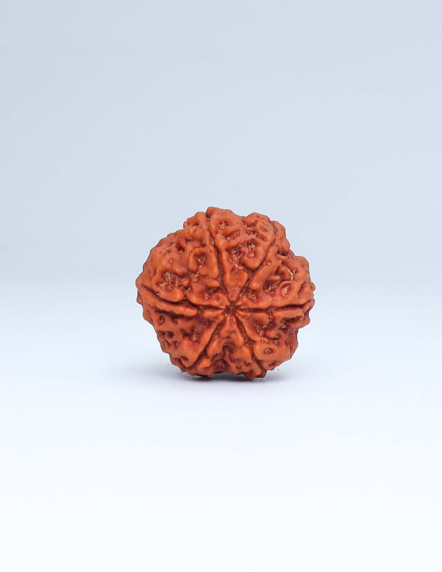 6 Mukhi Nepali Rudraksha