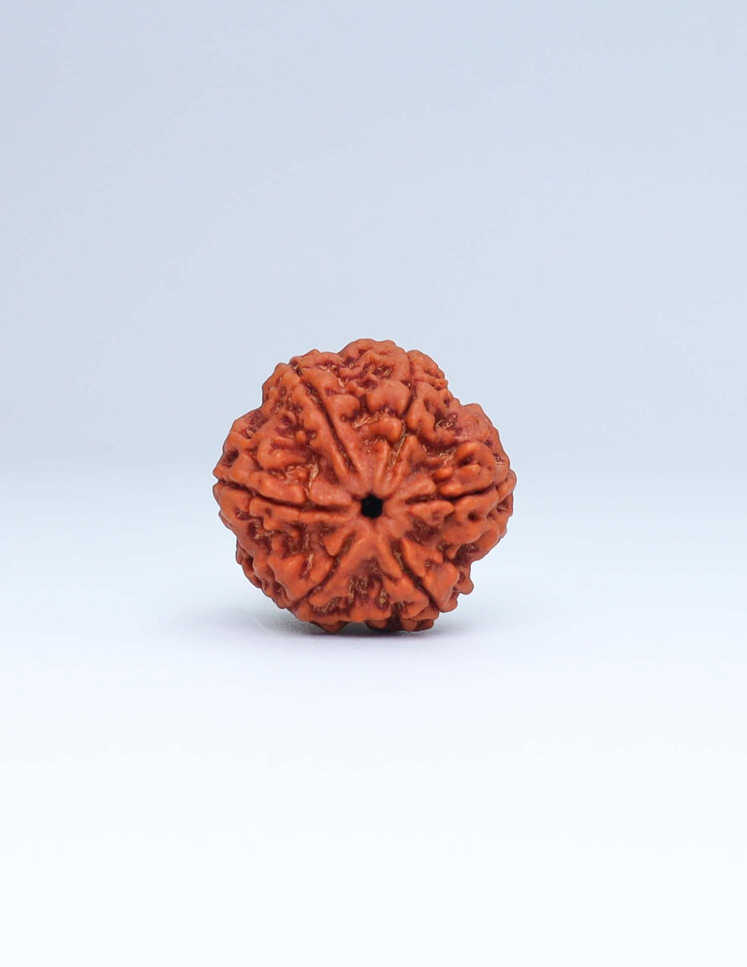 6 Mukhi Nepali Rudraksha