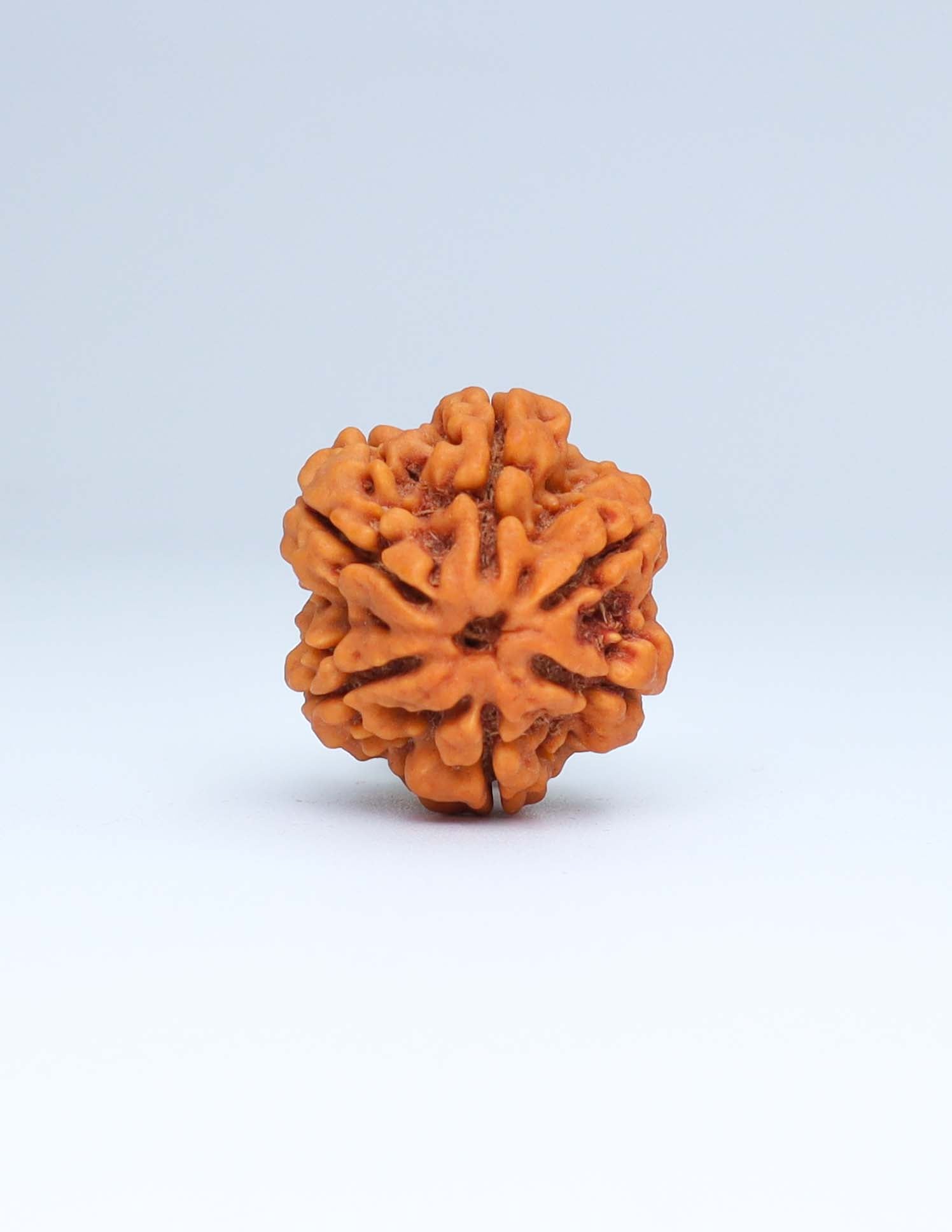 6 Mukhi Nepali Rudraksha