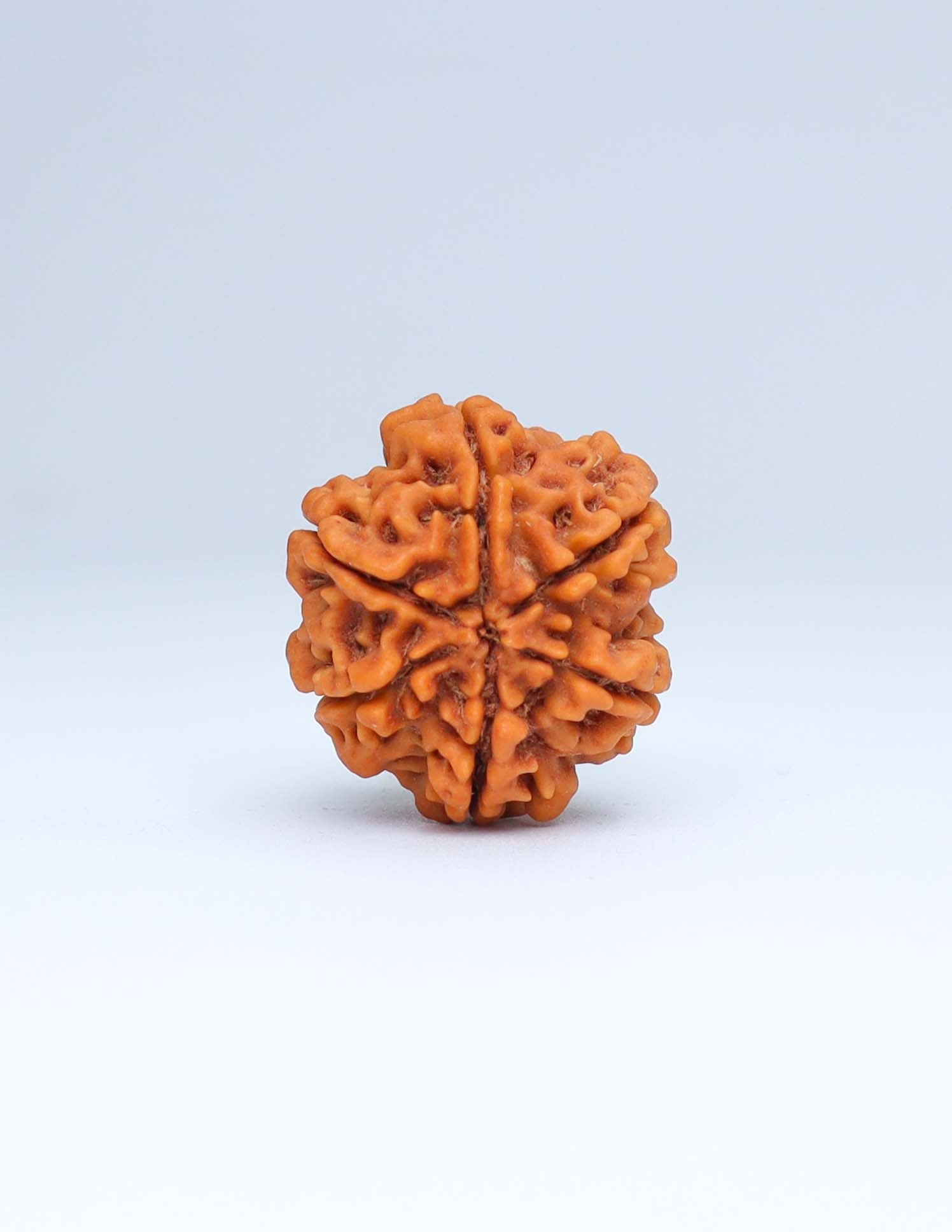 6 Mukhi Nepali Rudraksha