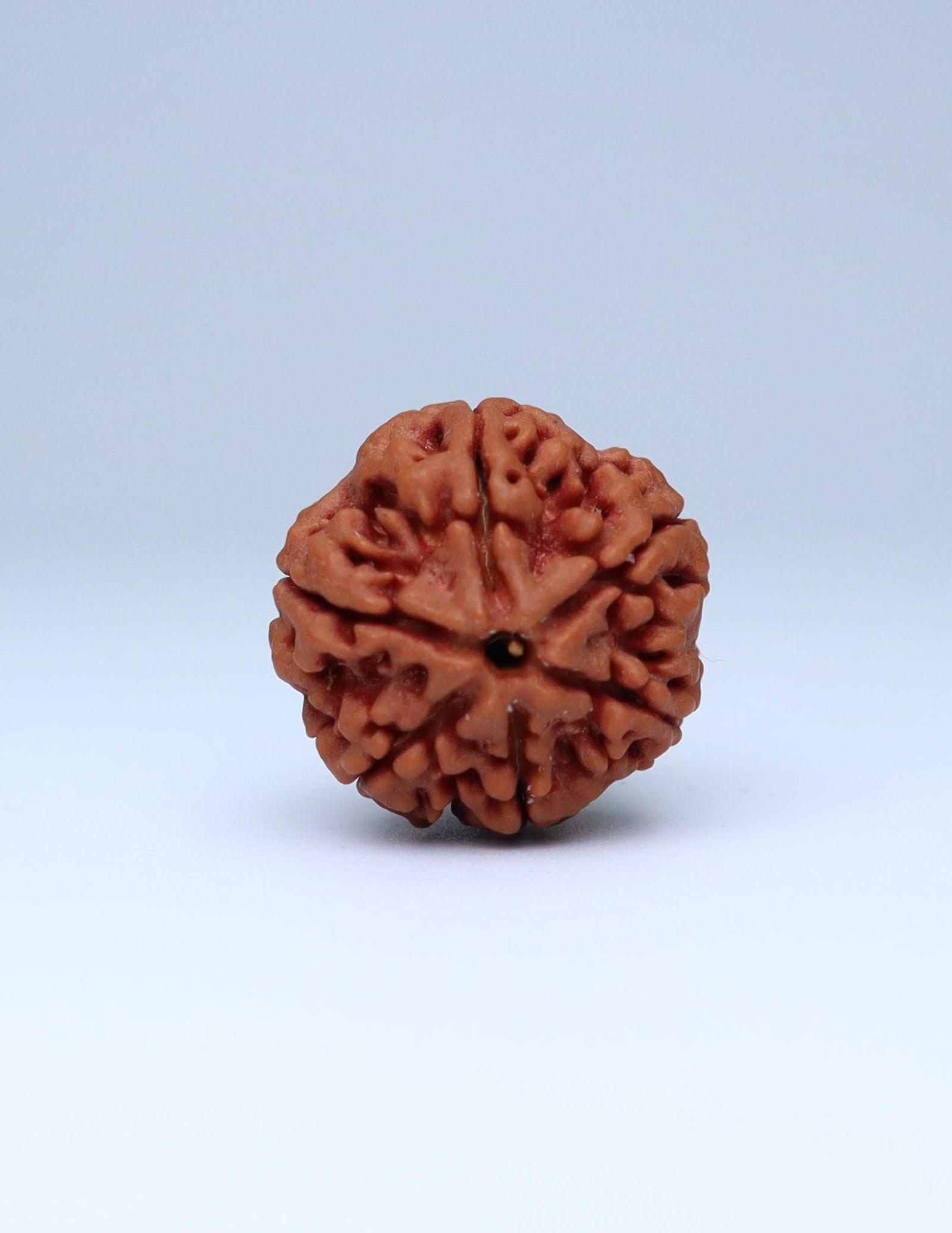 6 Mukhi Nepali Rudraksha