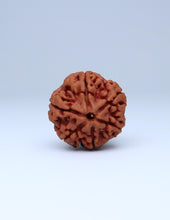  Authentic 6 Mukhi Nepali Rudraksha