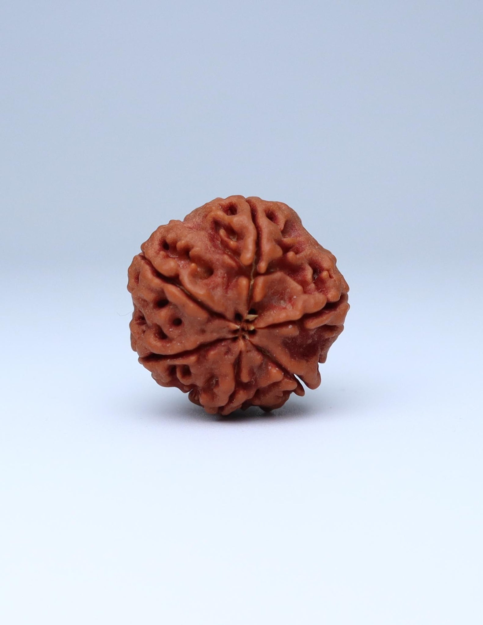 6 Mukhi Nepali Rudraksha