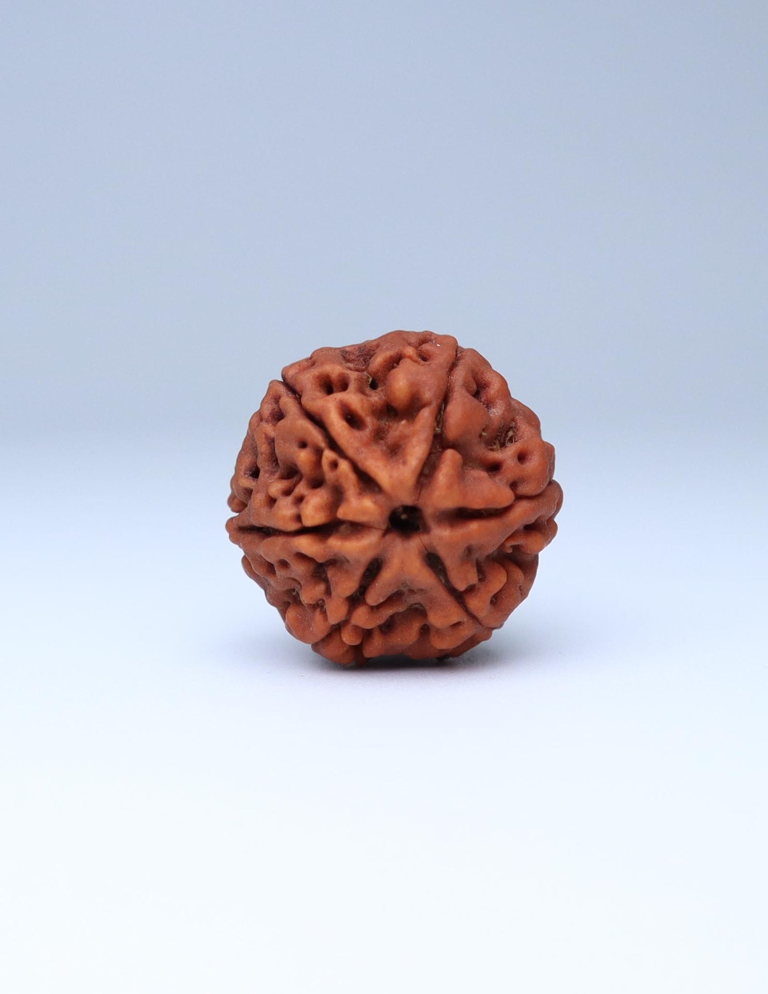 6 Mukhi Nepali Rudraksha