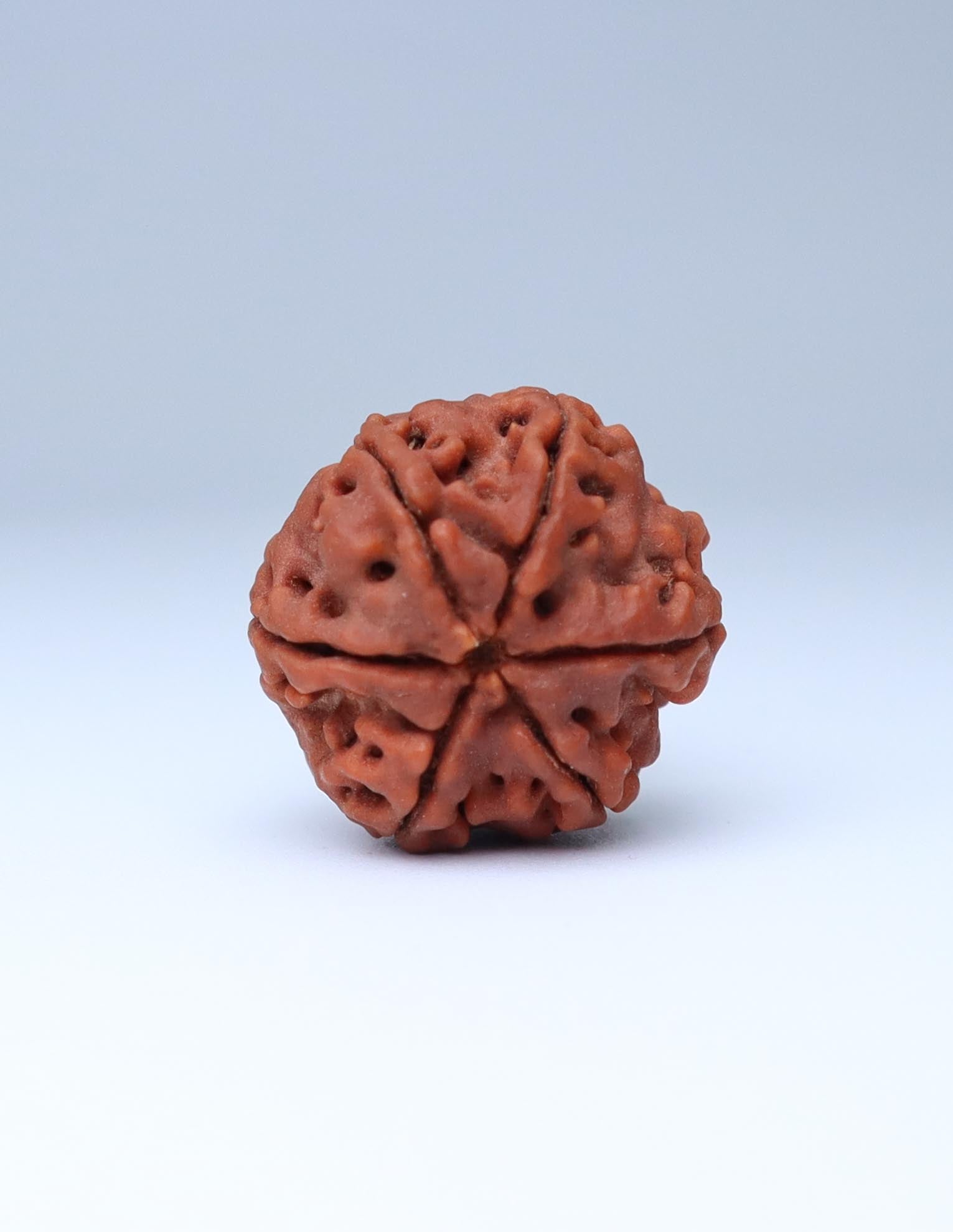 6 Mukhi Nepali Rudraksha