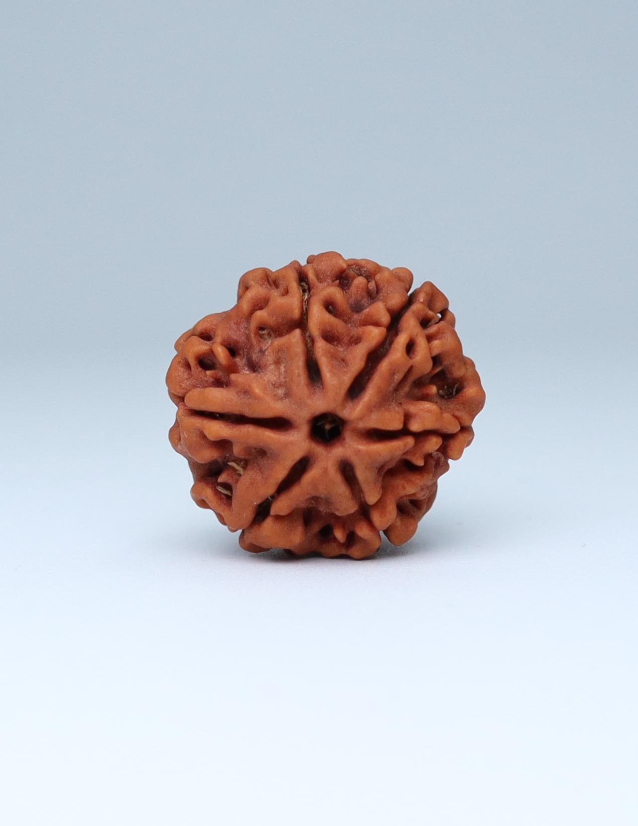 6 Mukhi Nepali Rudraksha