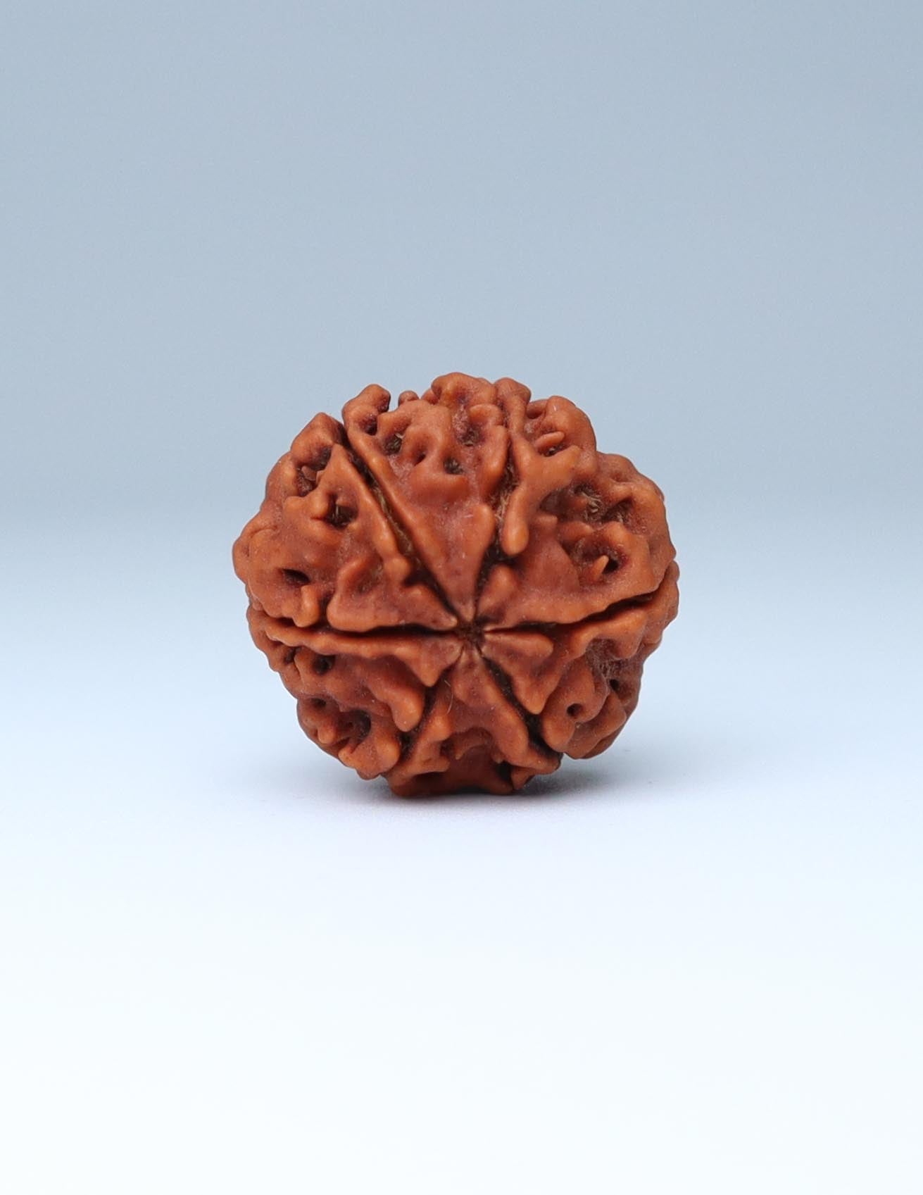 6 Mukhi Nepali Rudraksha