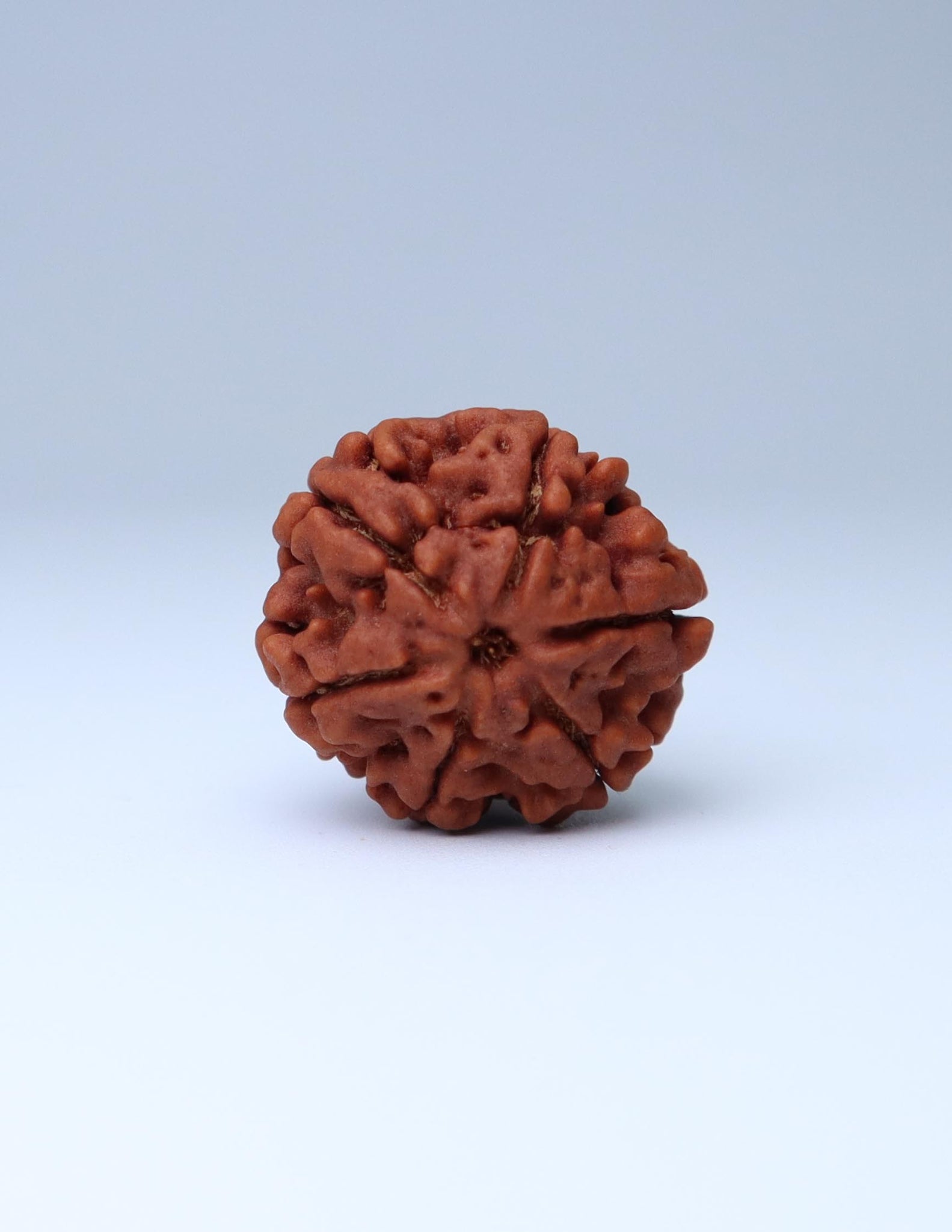 6 Mukhi Nepali Rudraksha