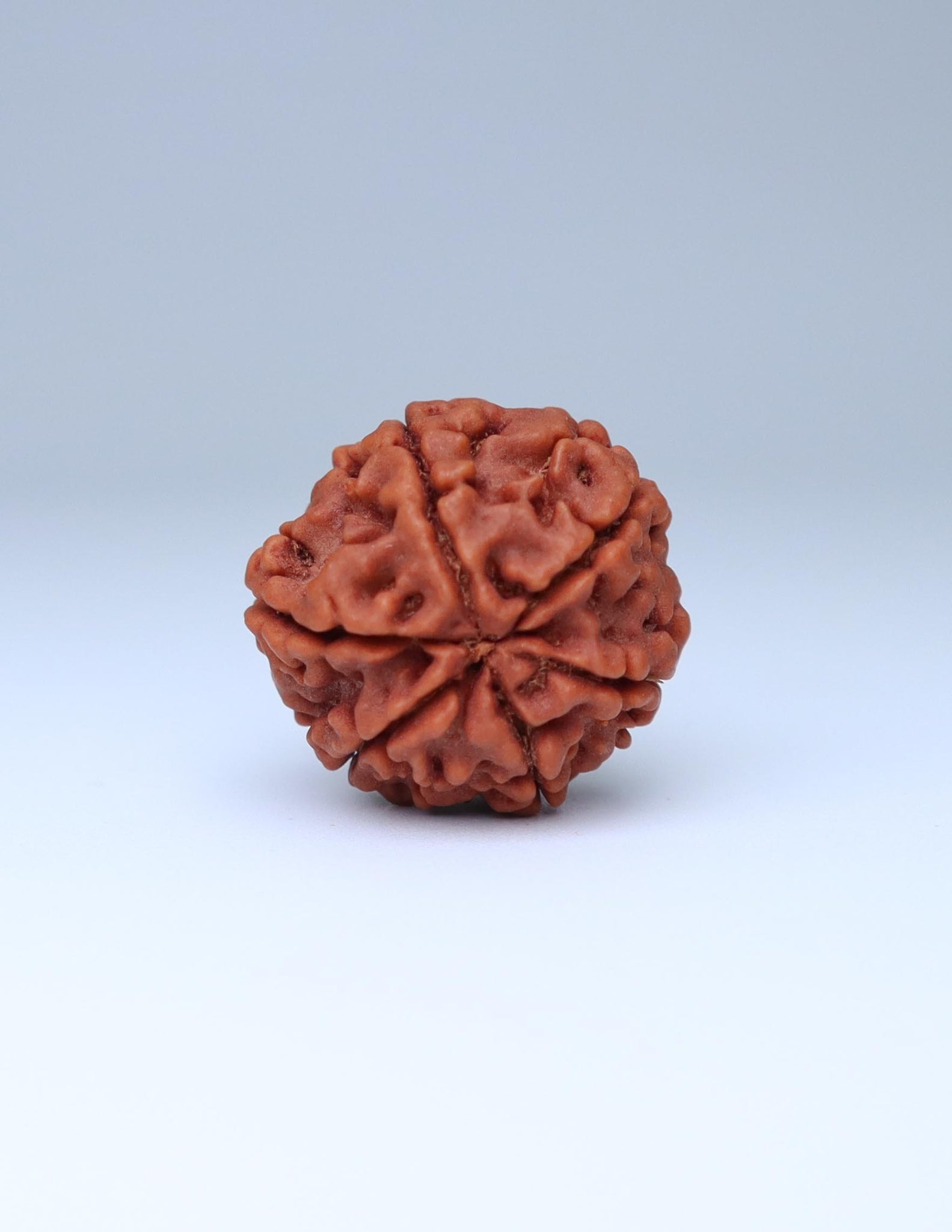 6 Mukhi Nepali Rudraksha