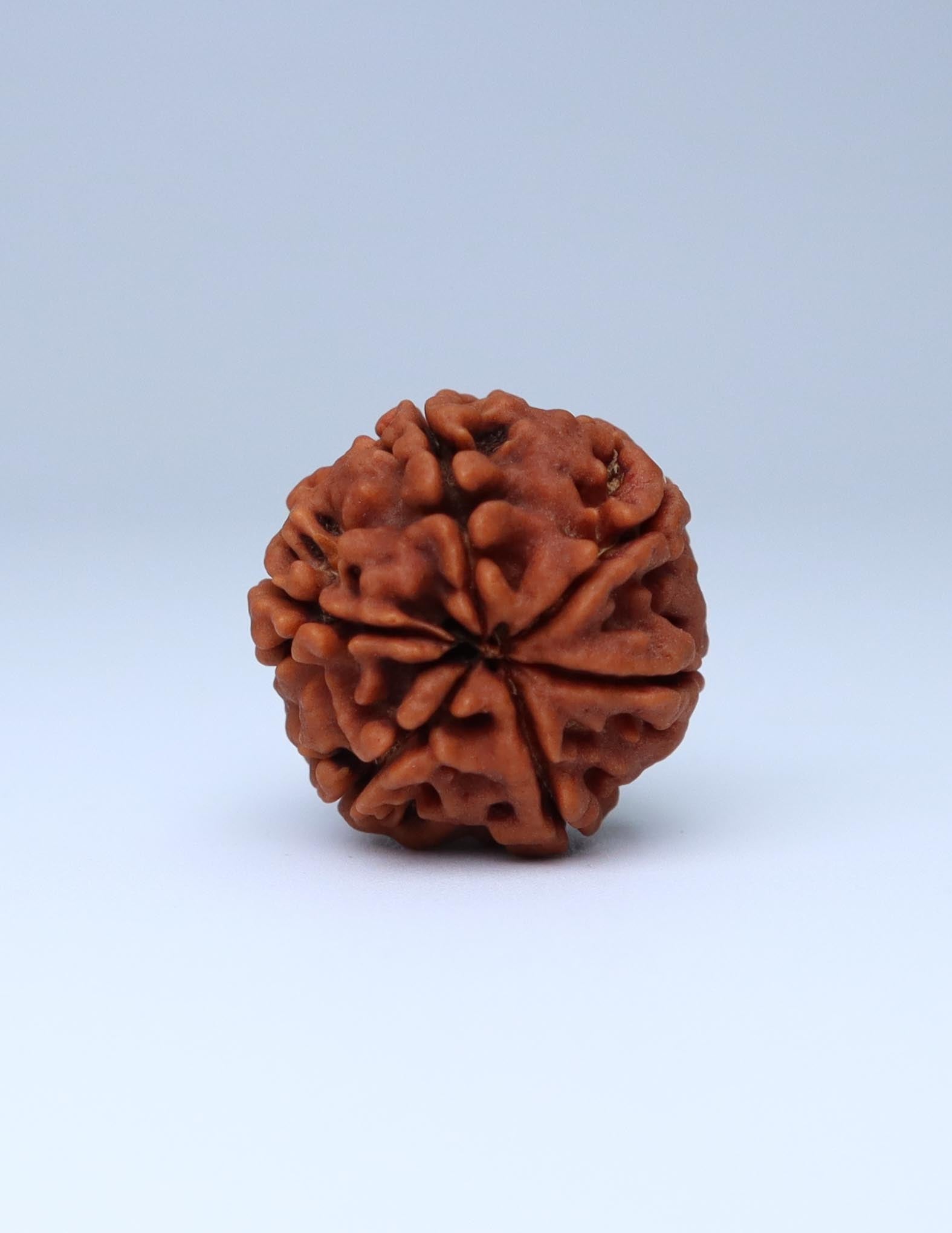 6 Mukhi Nepali Rudraksha