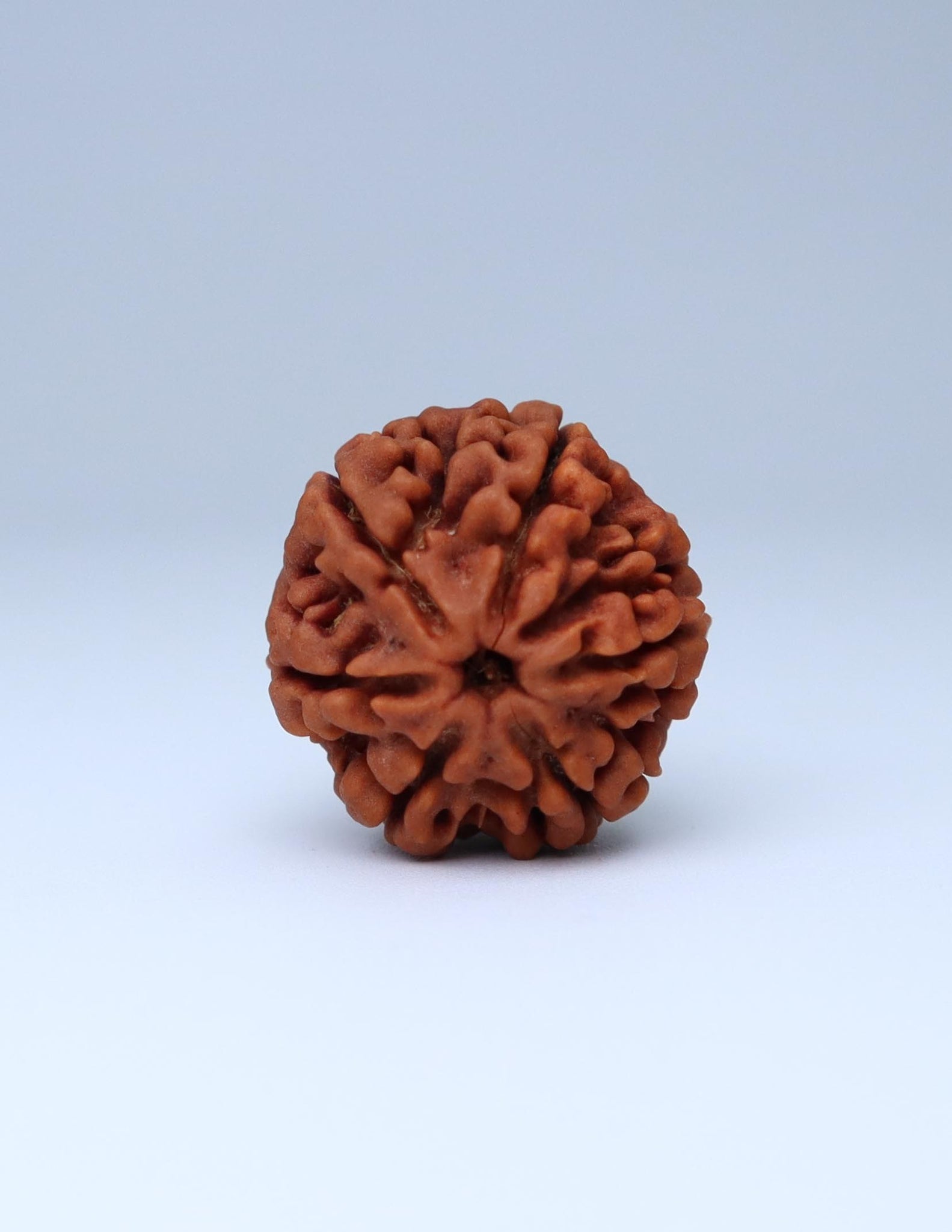 6 Mukhi Nepali Rudraksha