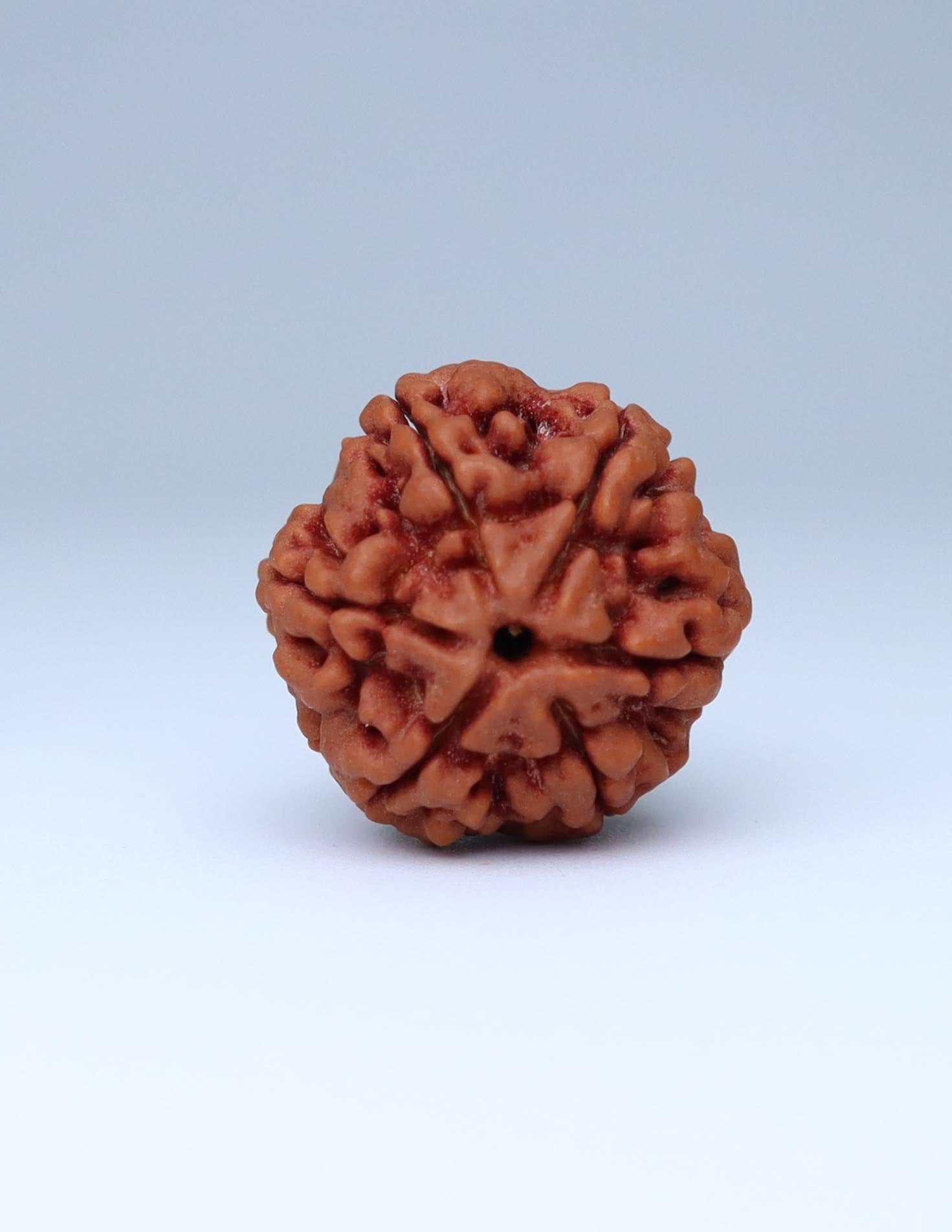 6 Mukhi Nepali Rudraksha