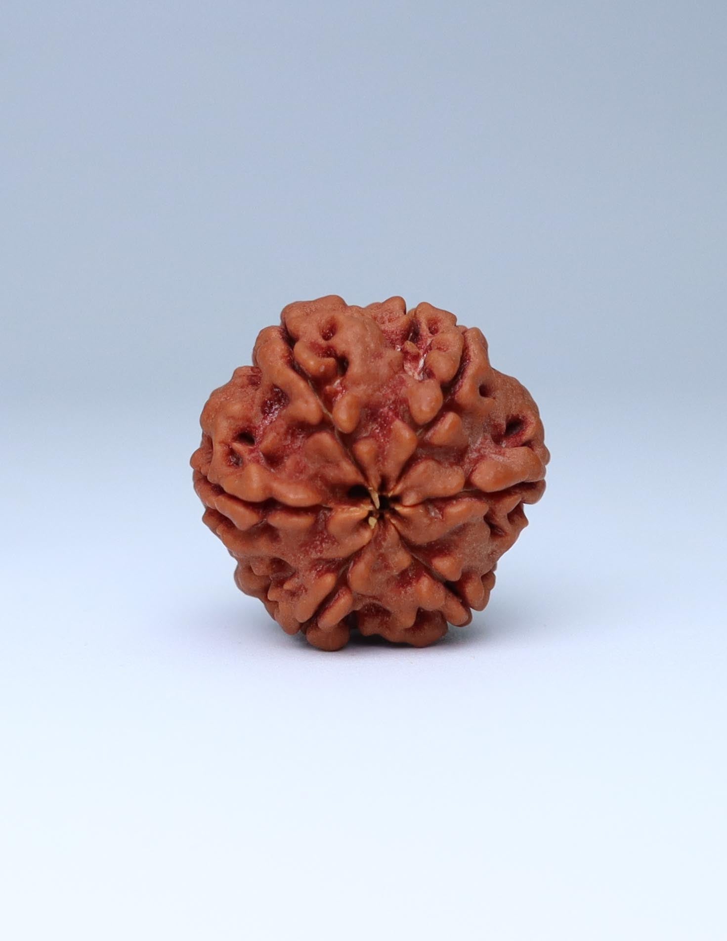 6 Mukhi Nepali Rudraksha