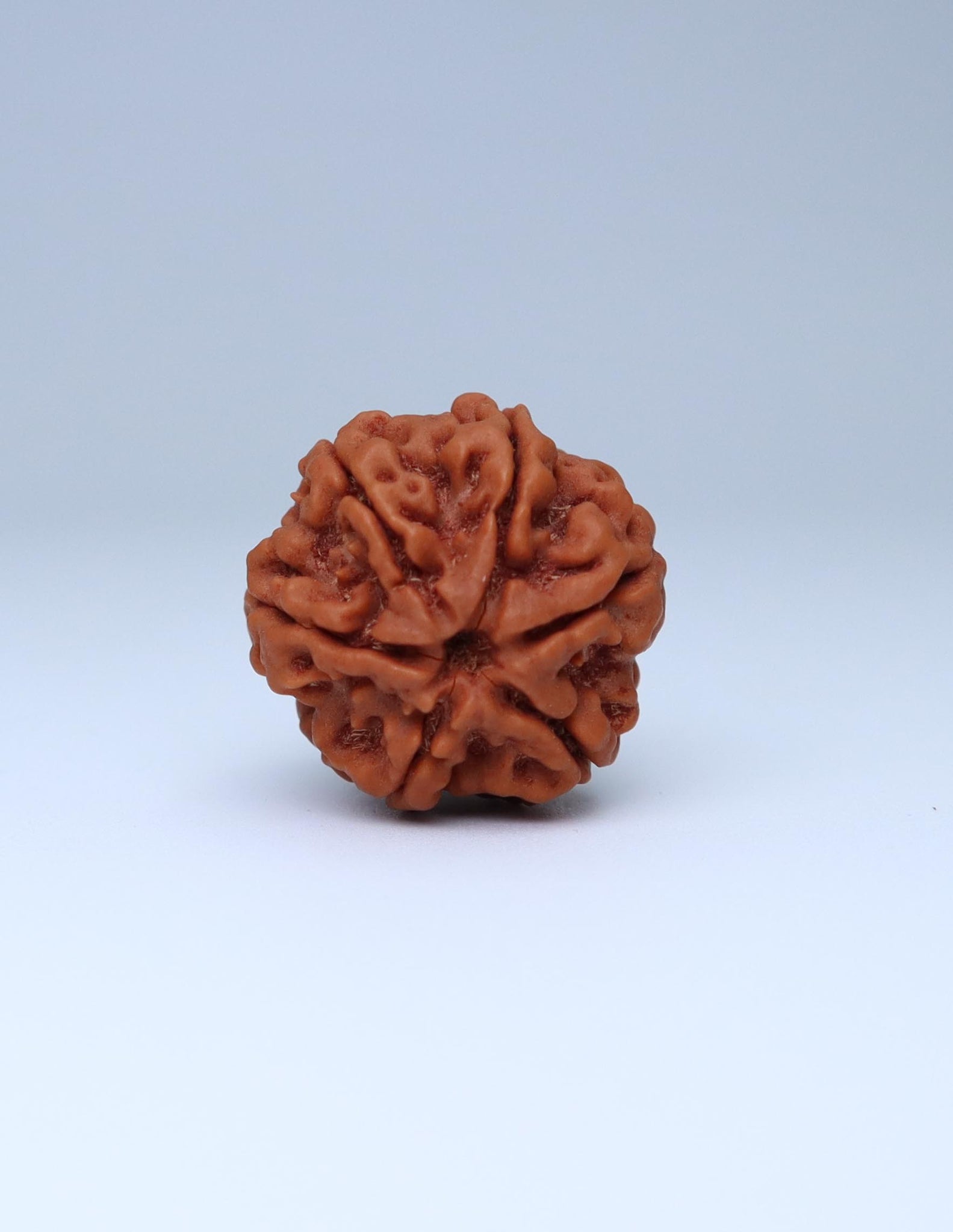 6 Mukhi Nepali Rudraksha