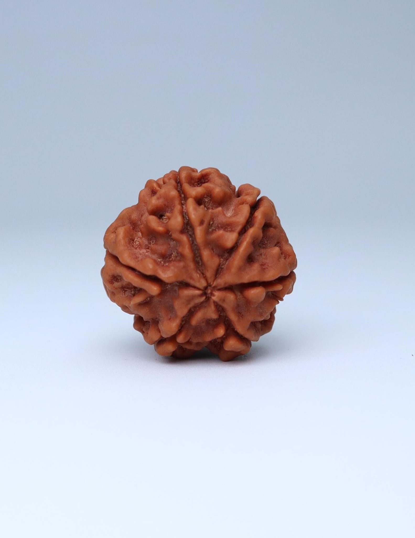 6 Mukhi Nepali Rudraksha