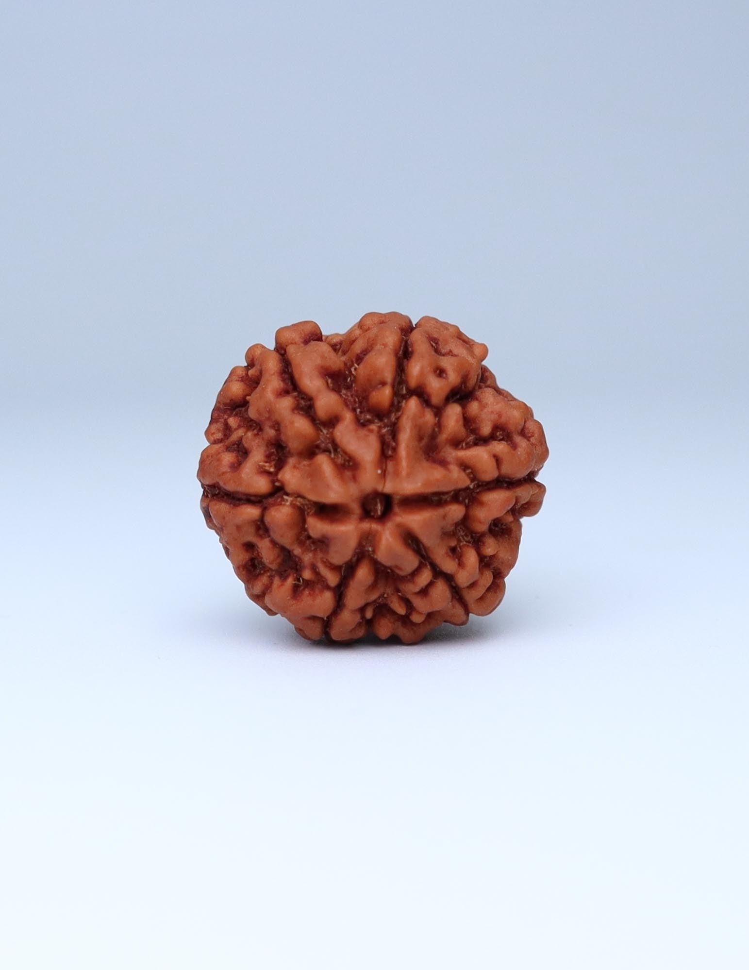 6 Mukhi Nepali Rudraksha