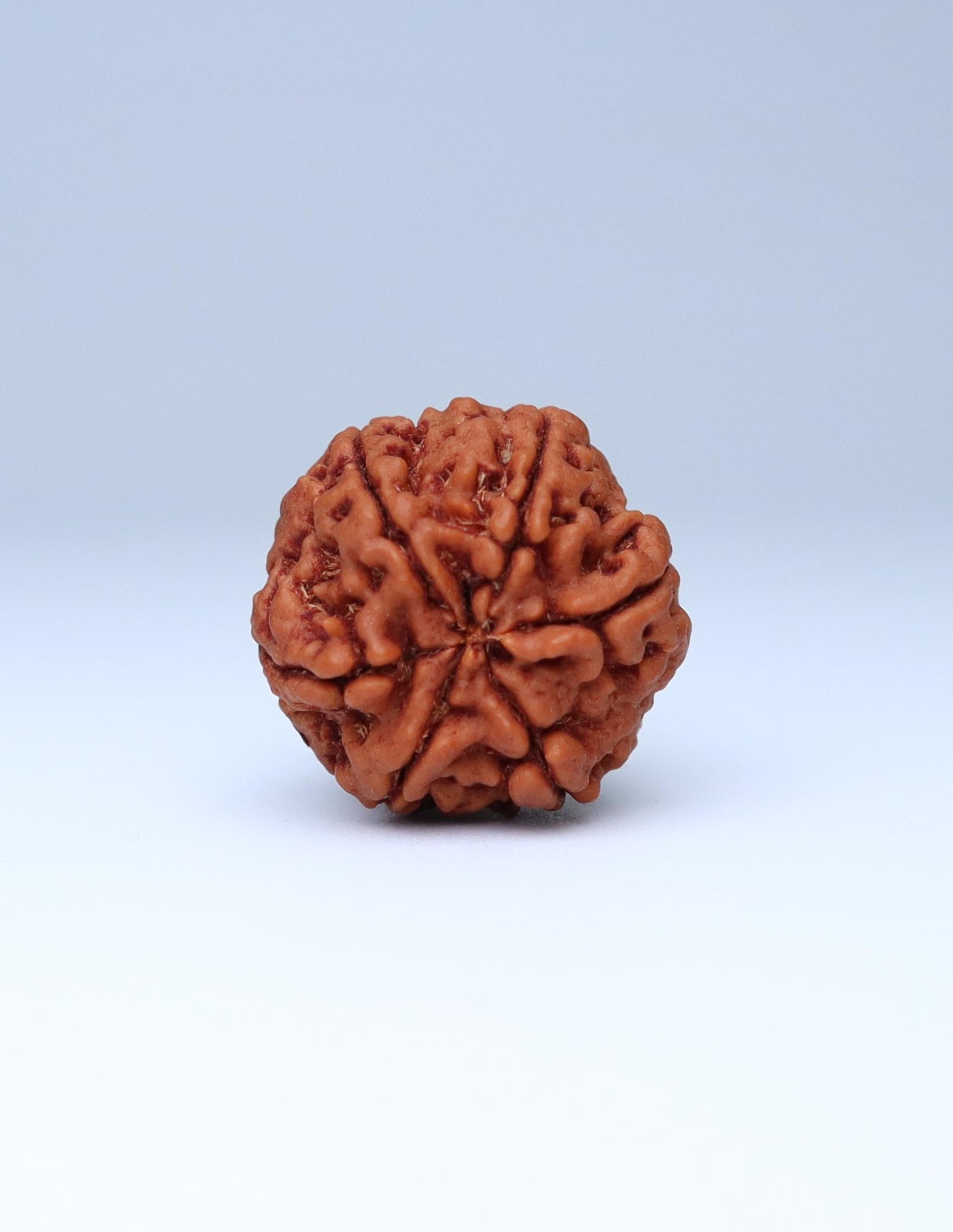 6 Mukhi Nepali Rudraksha