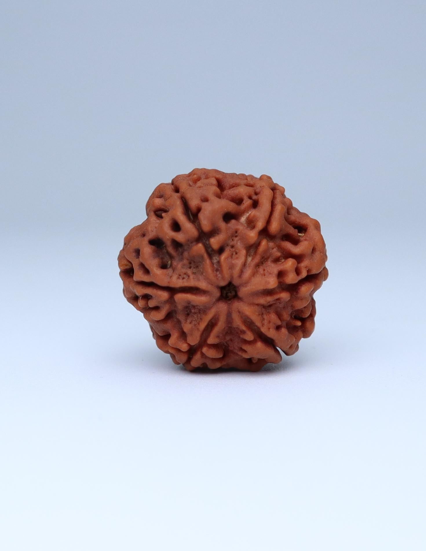 6 Mukhi Nepali Rudraksha