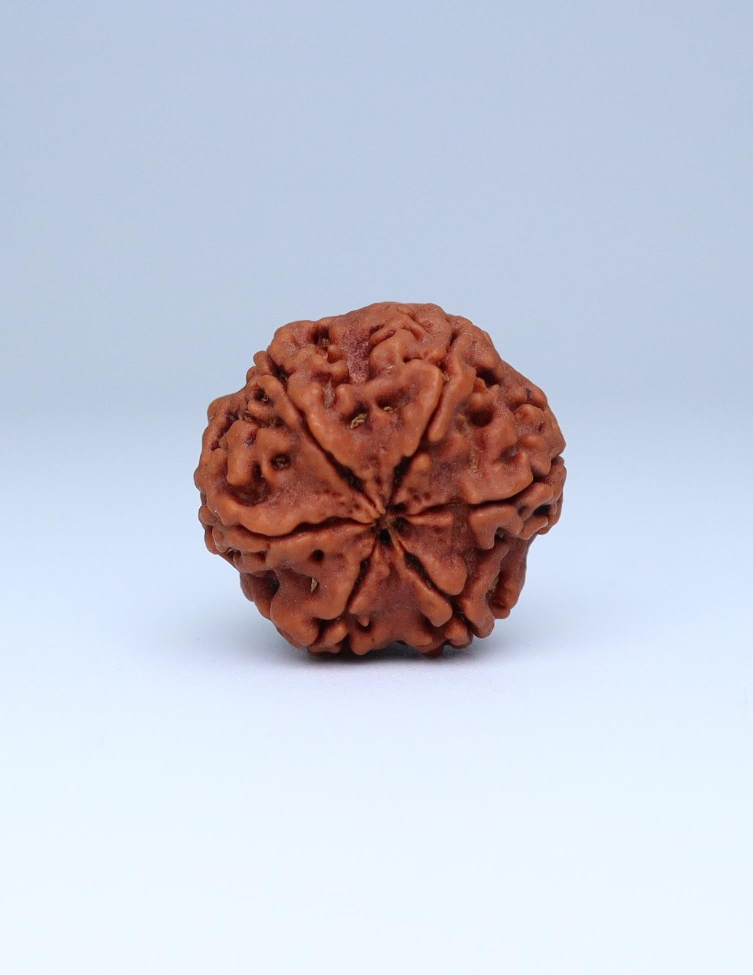 6 Mukhi Nepali Rudraksha