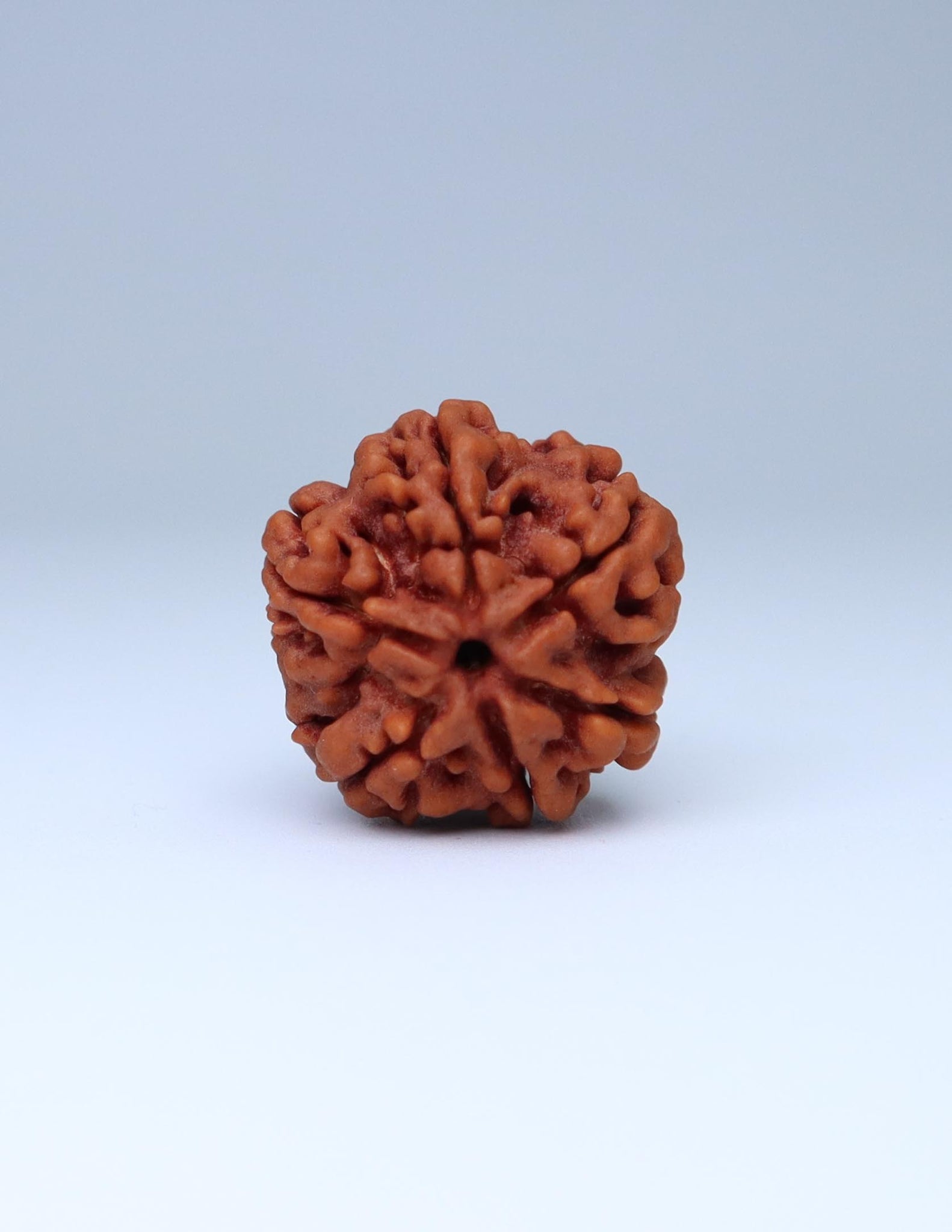 6 Mukhi Nepali Rudraksha