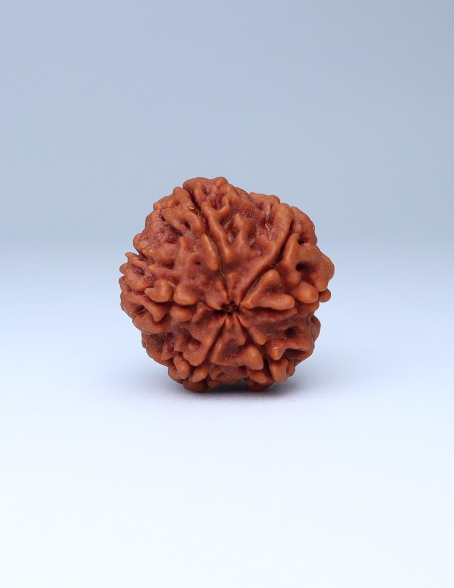 6 Mukhi Nepali Rudraksha