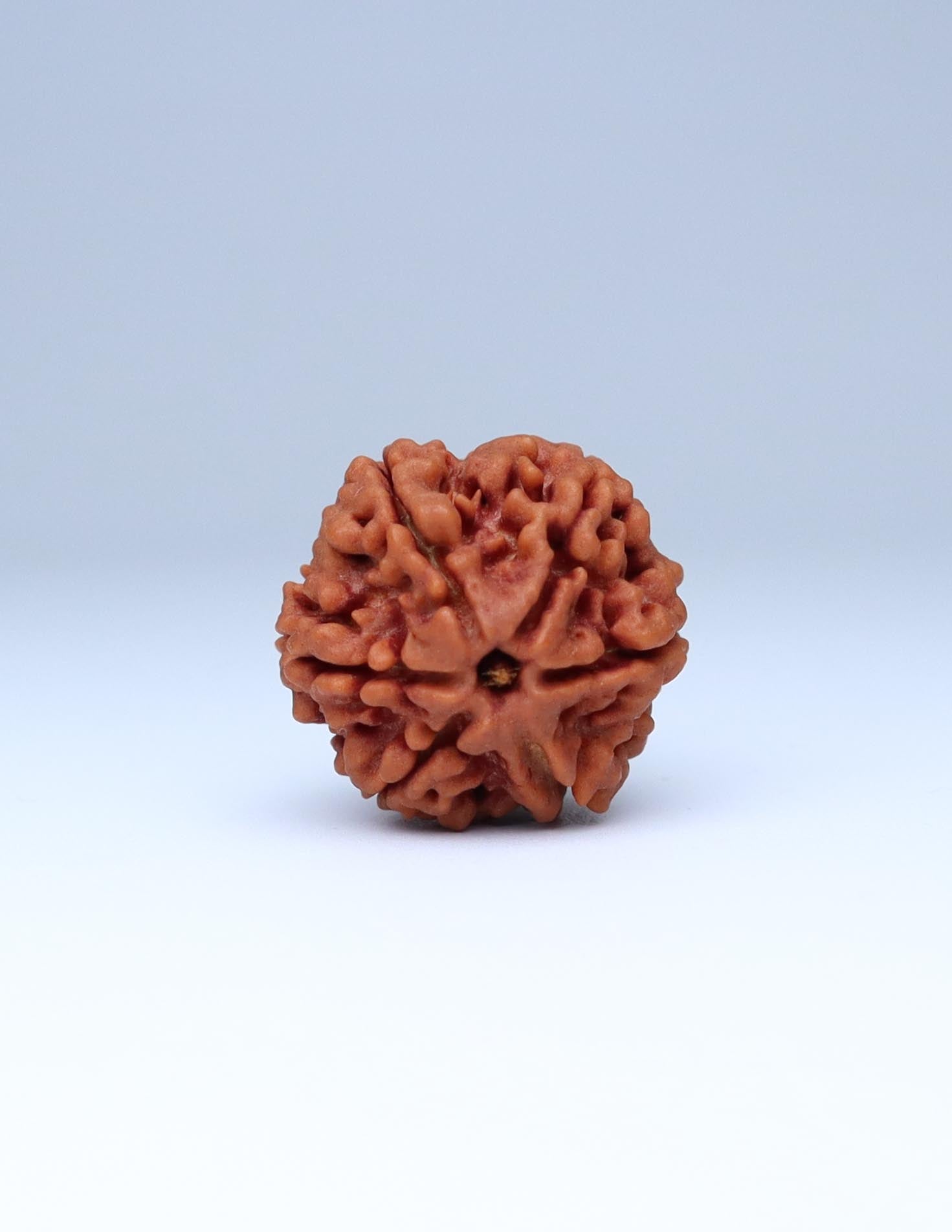 6 Mukhi Nepali Rudraksha