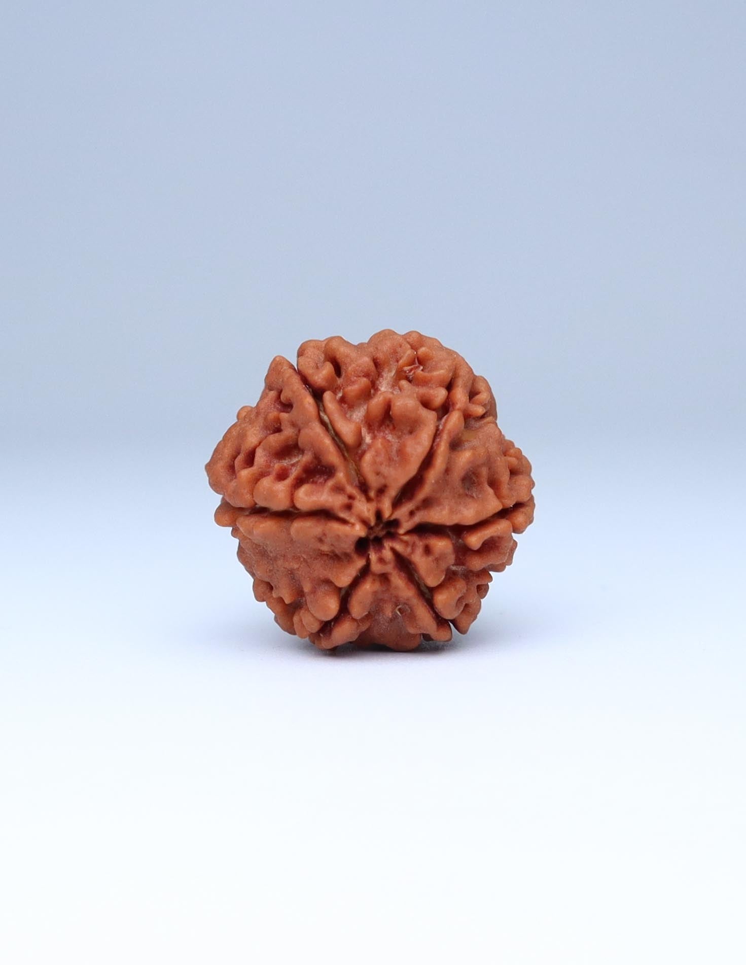 6 Mukhi Nepali Rudraksha