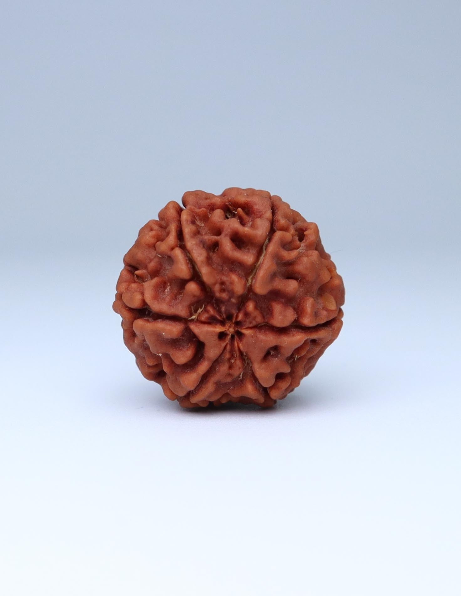 6 Mukhi Nepali Rudraksha