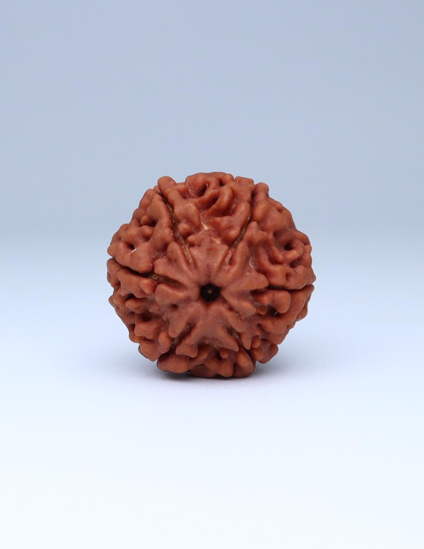 6 Mukhi Nepali Rudraksha