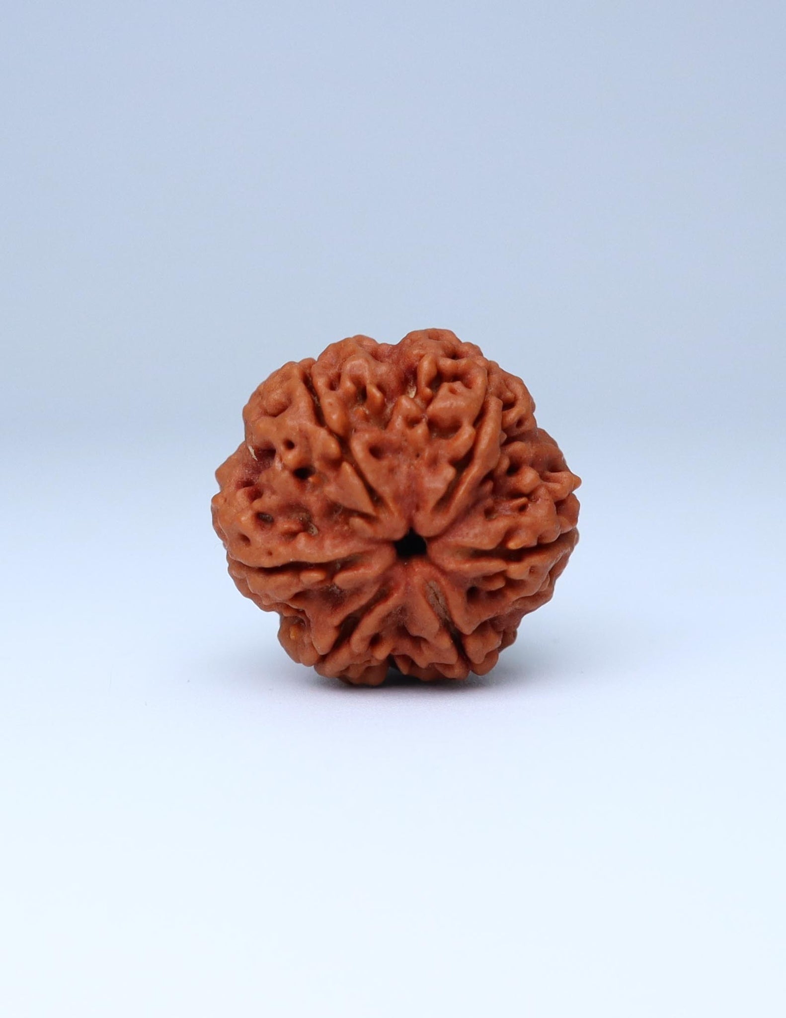 6 Mukhi Nepali Rudraksha