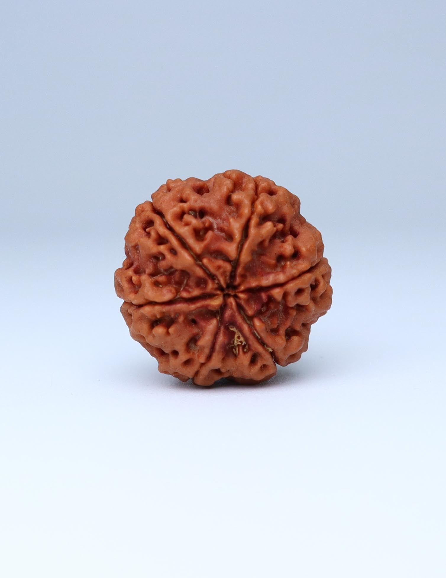 6 Mukhi Nepali Rudraksha