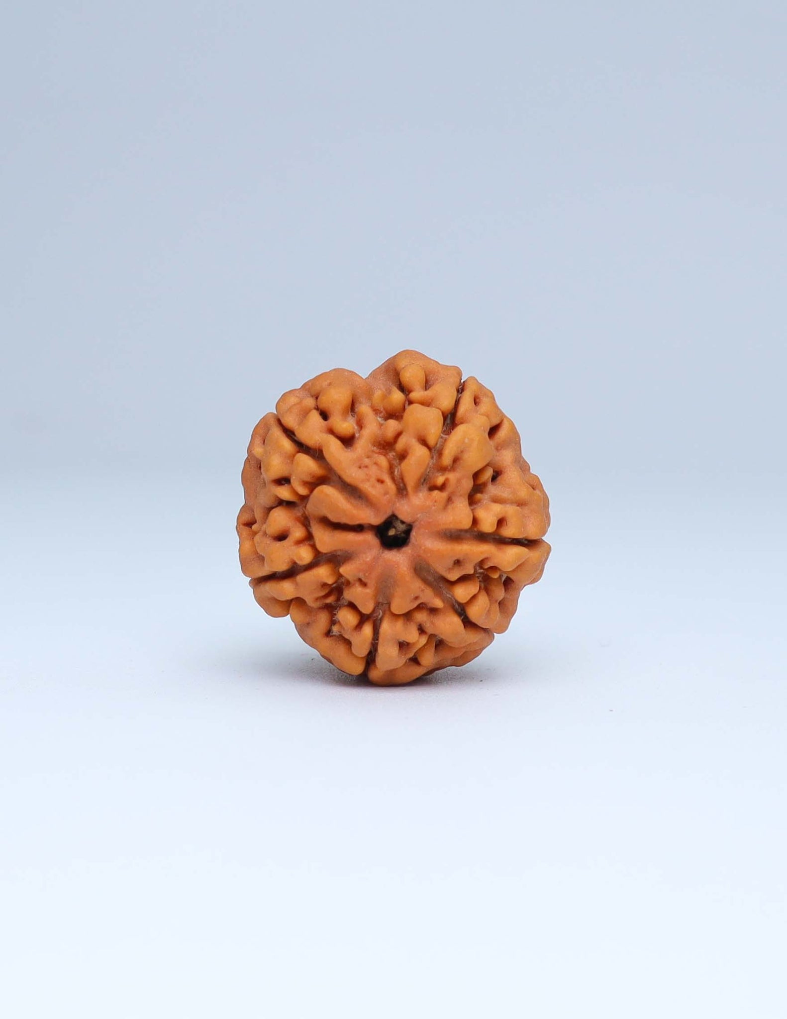 6 Mukhi Nepali Rudraksha