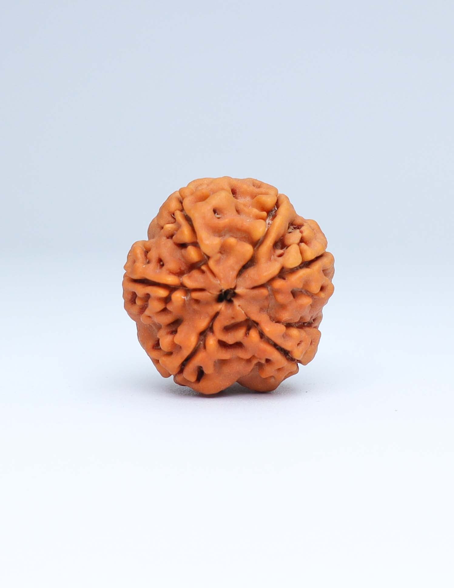 6 Mukhi Nepali Rudraksha