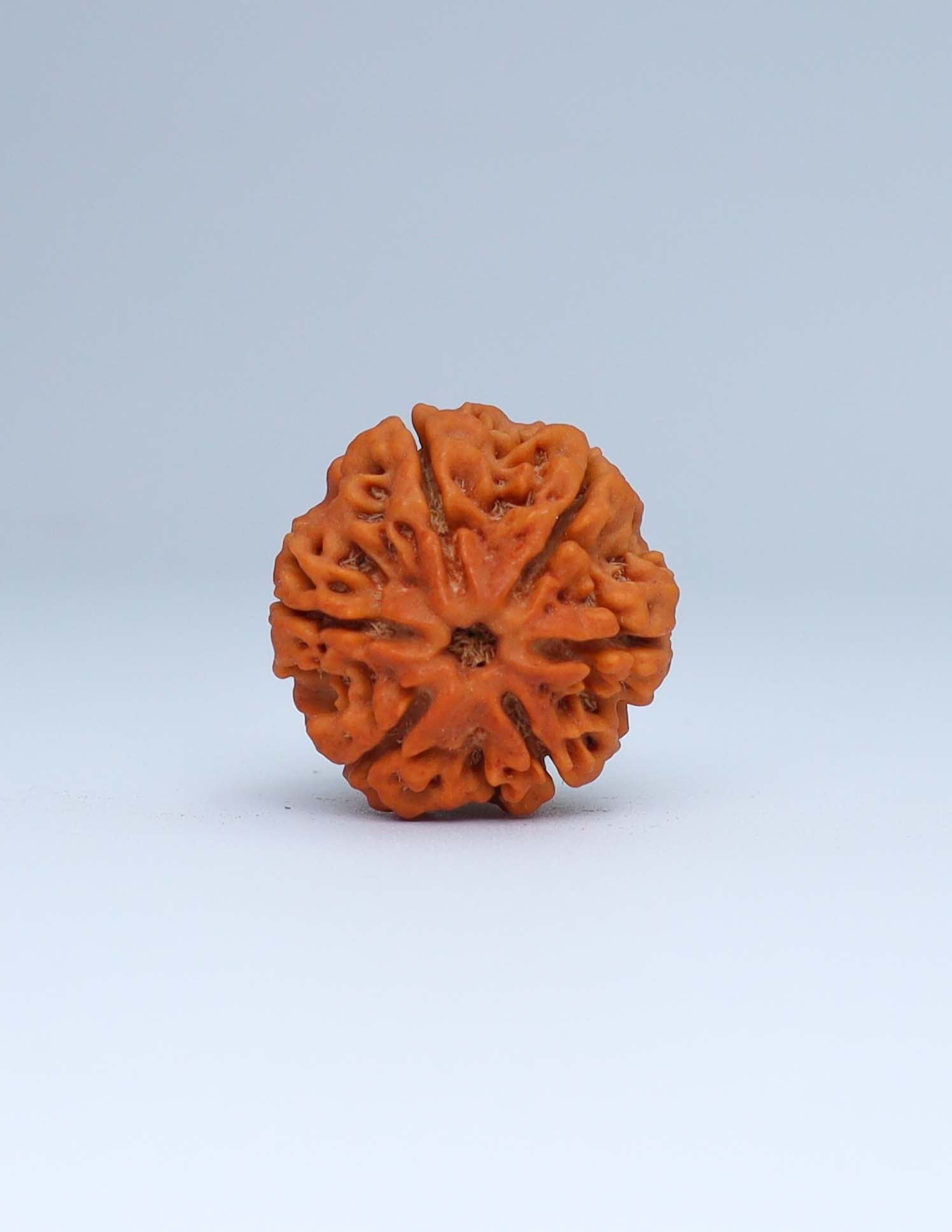 6 Mukhi Nepali Rudraksha