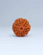 6 Mukhi Nepali Rudraksha