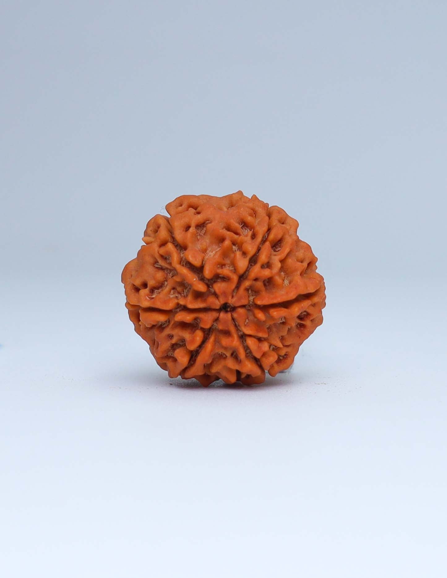 6 Mukhi Nepali Rudraksha