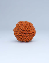 6 Mukhi Nepali Rudraksha