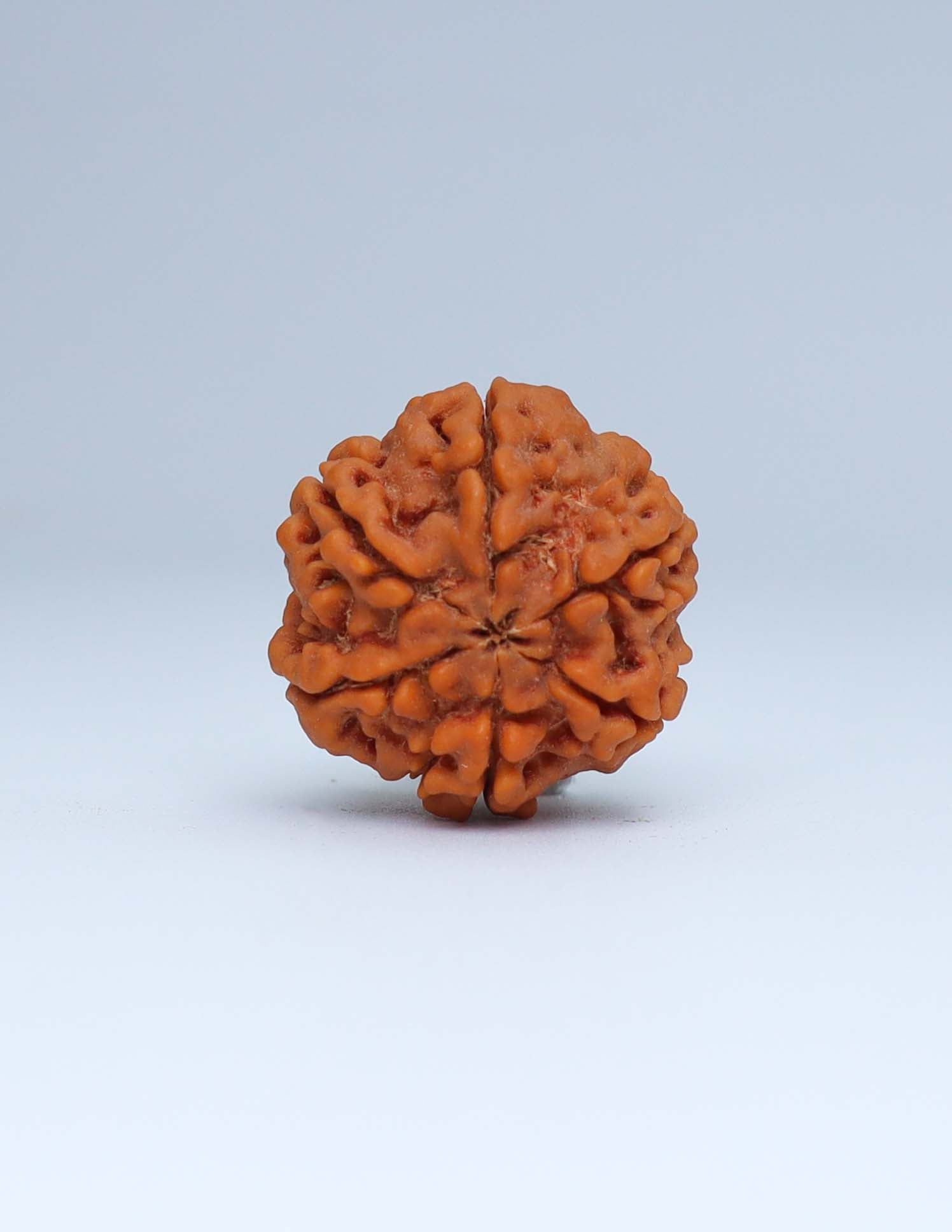 6 Mukhi Nepali Rudraksha