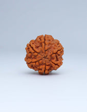 6 Mukhi Nepali Rudraksha