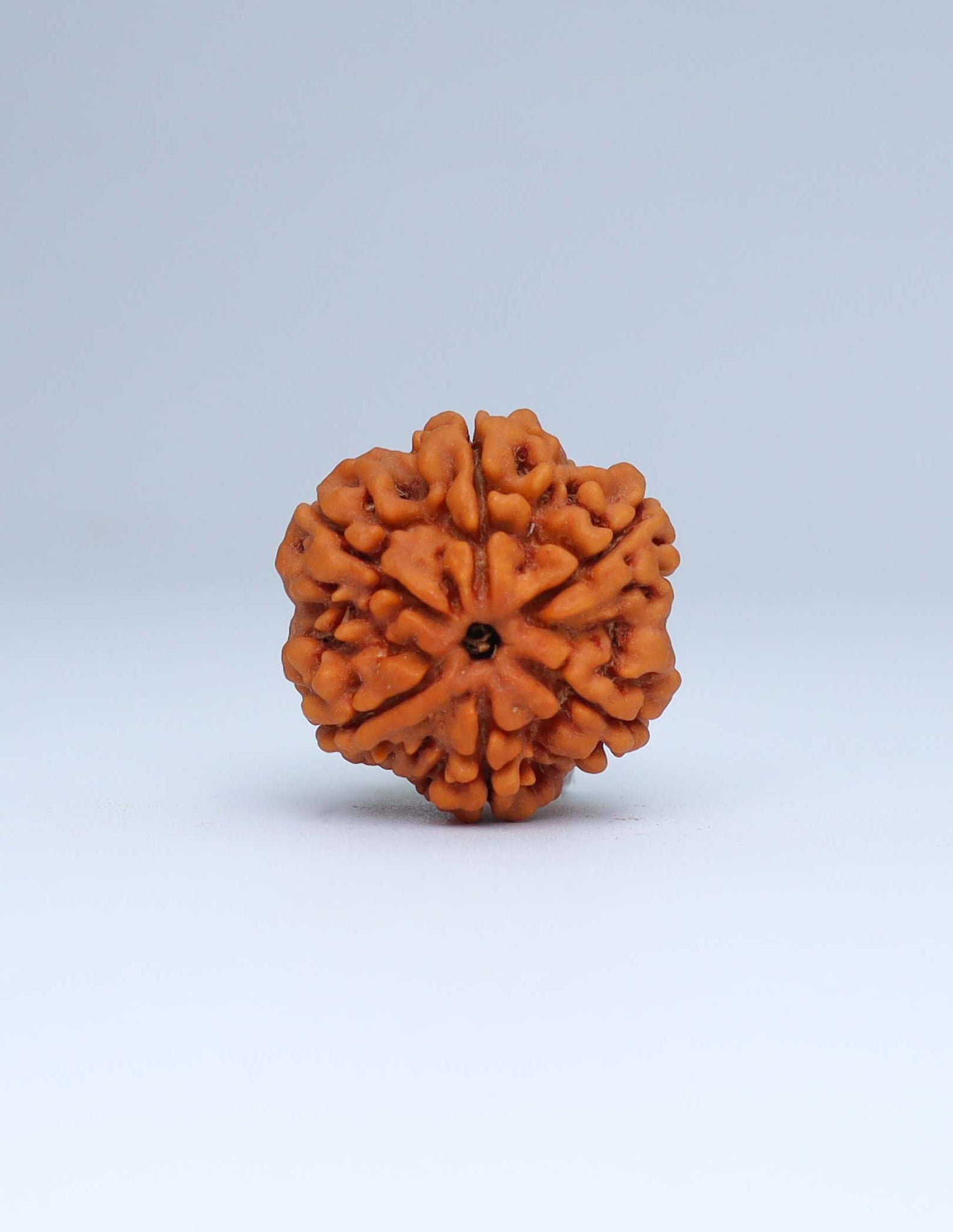 6 Mukhi Nepali Rudraksha