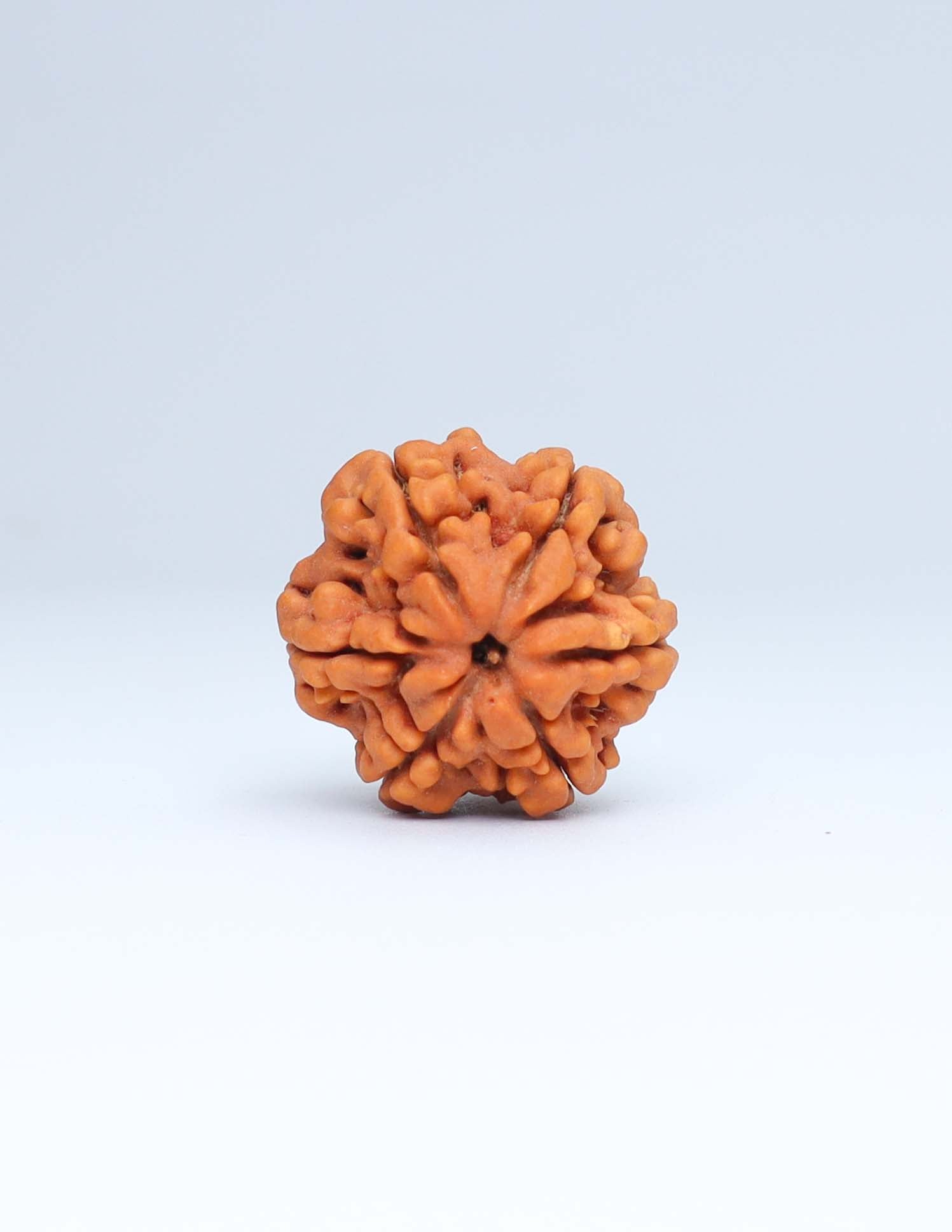 6 Mukhi Nepali Rudraksha