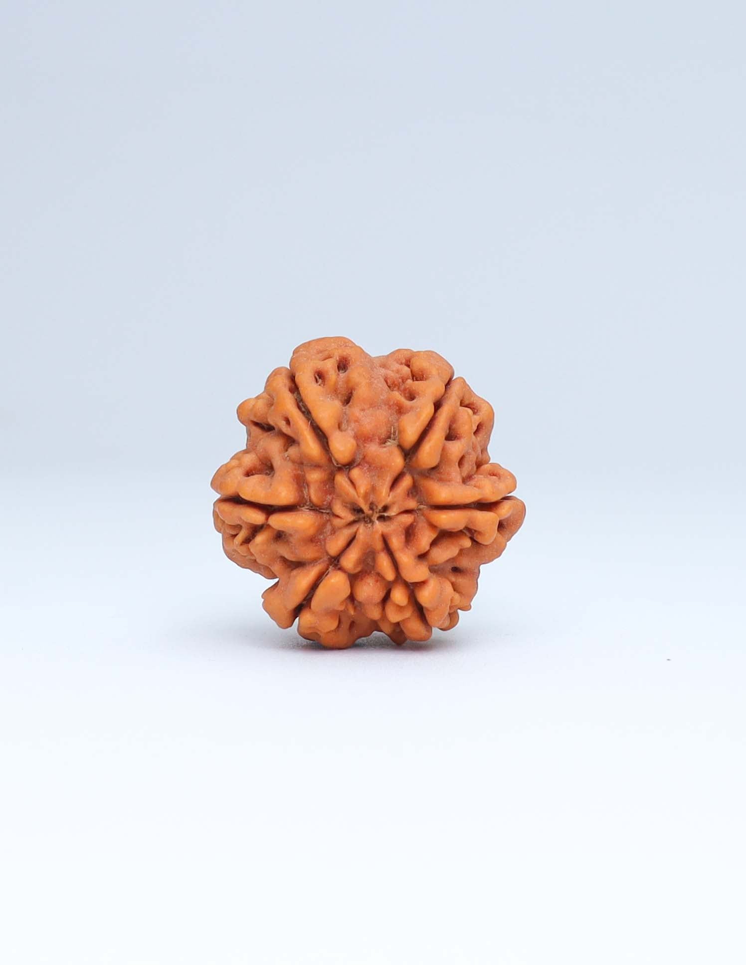 6 Mukhi Nepali Rudraksha