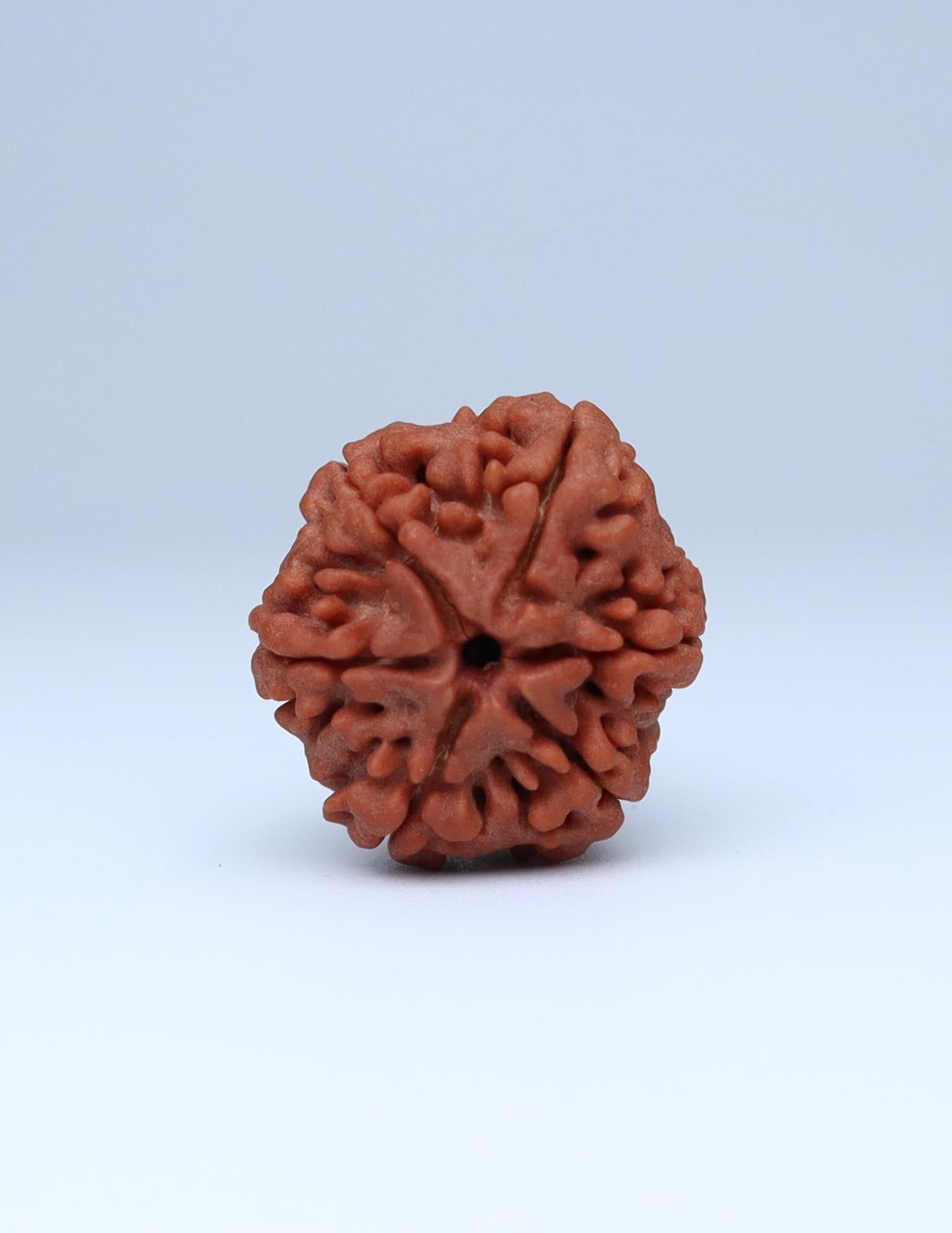 6 Mukhi Nepali Rudraksha