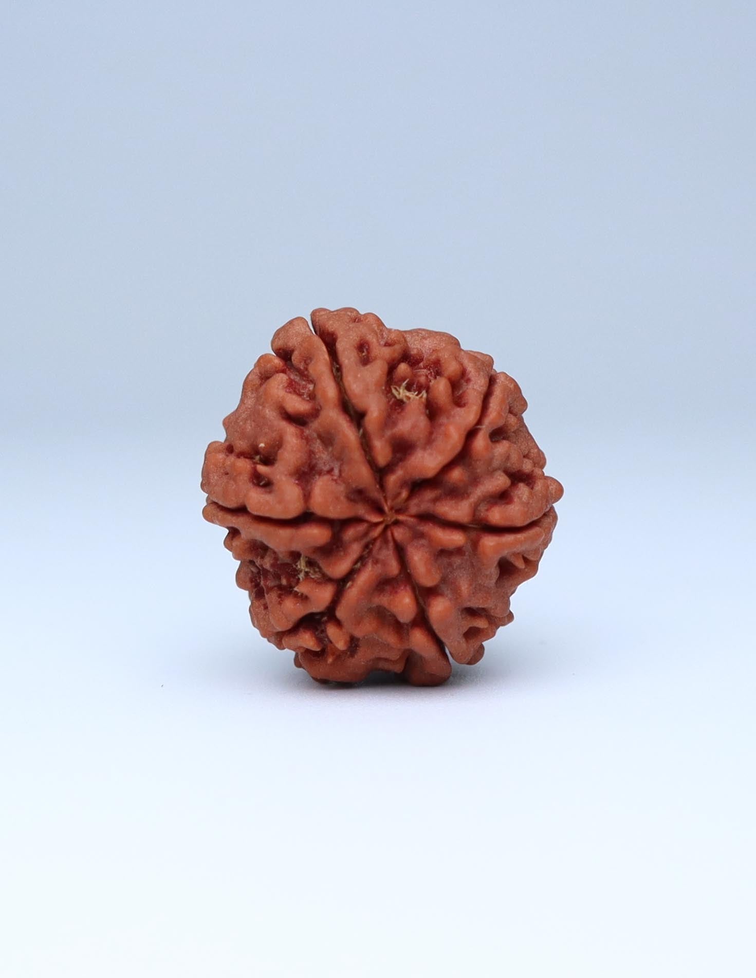 6 Mukhi Nepali Rudraksha