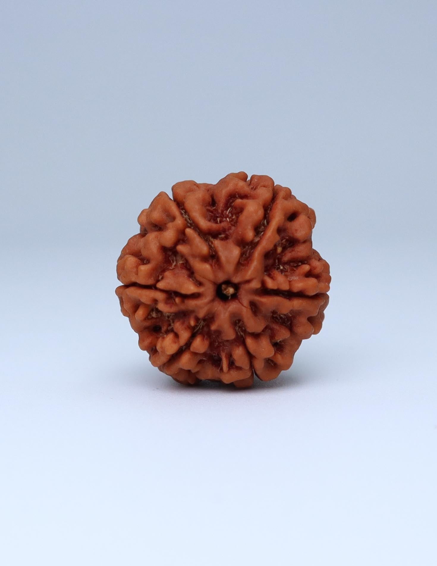 6 Mukhi Nepali Rudraksha